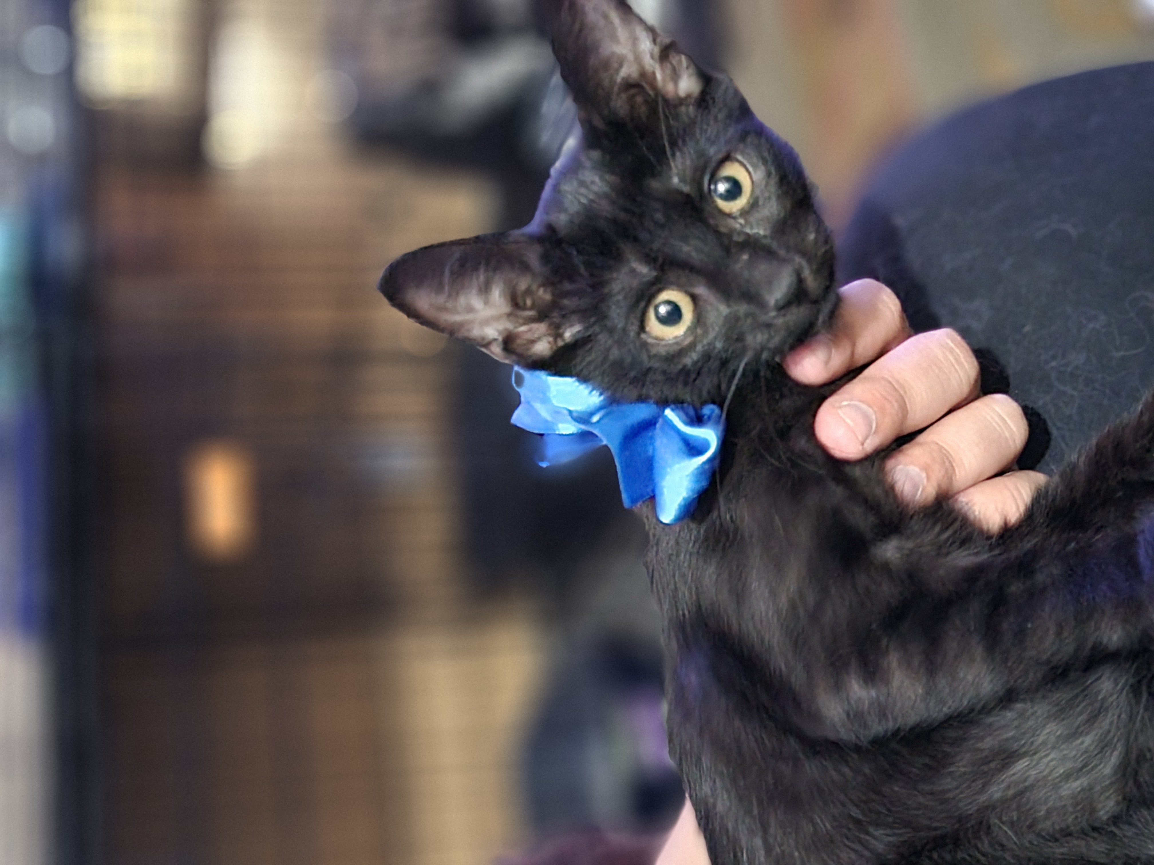 Enlarge Squirrel, a Adoptable Domestic Short Hair in Mabank, TX image 5/5