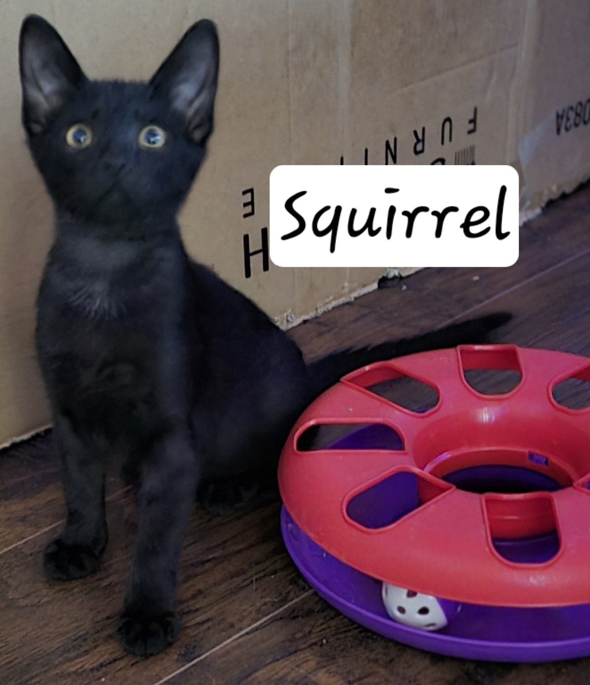 Enlarge Squirrel, a Adoptable Domestic Short Hair in Mabank, TX image 4/5