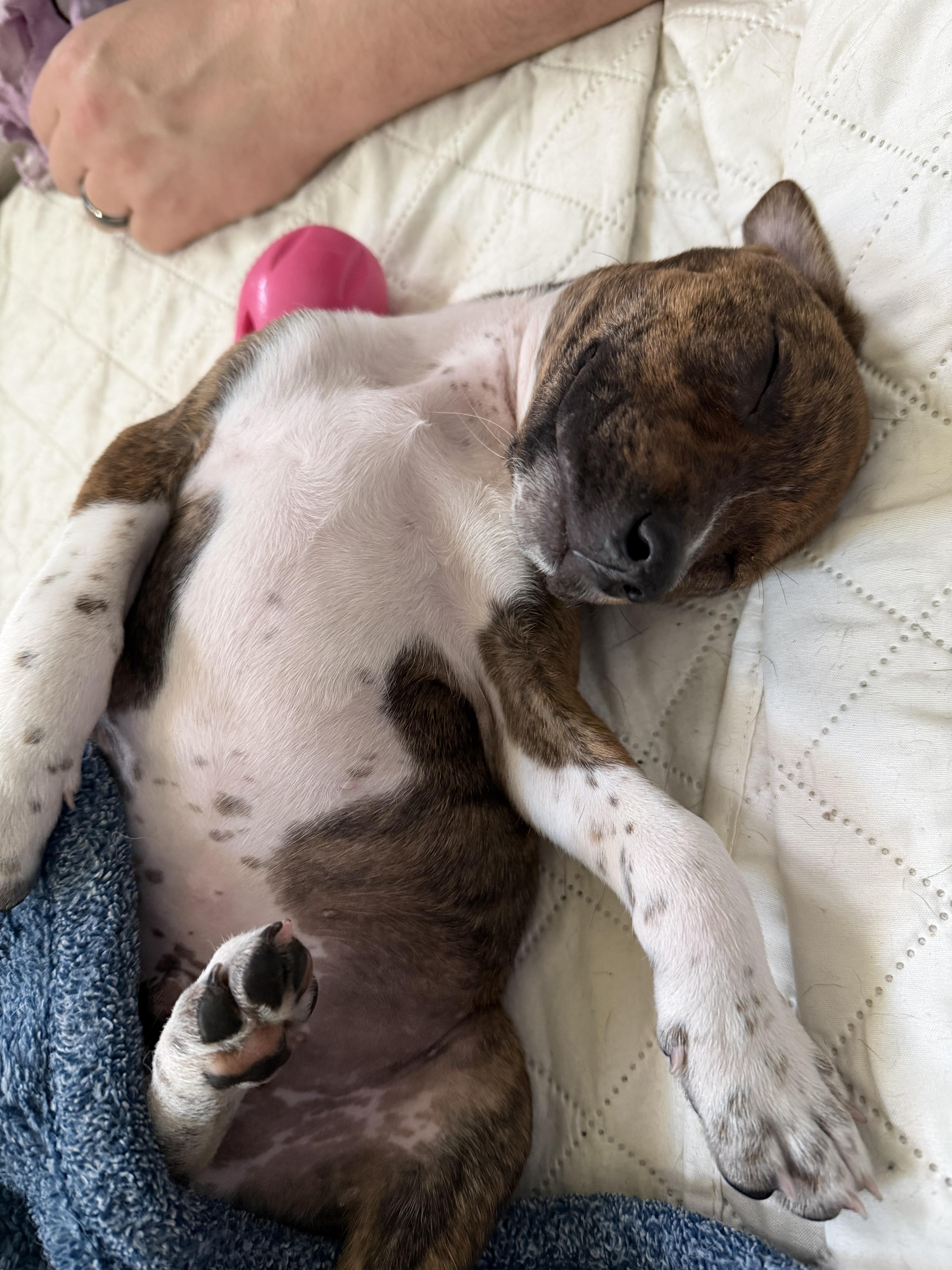 Enlarge Cooper James, a ADOPTABLE Mixed Breed in Kenosha, WI image 3/4