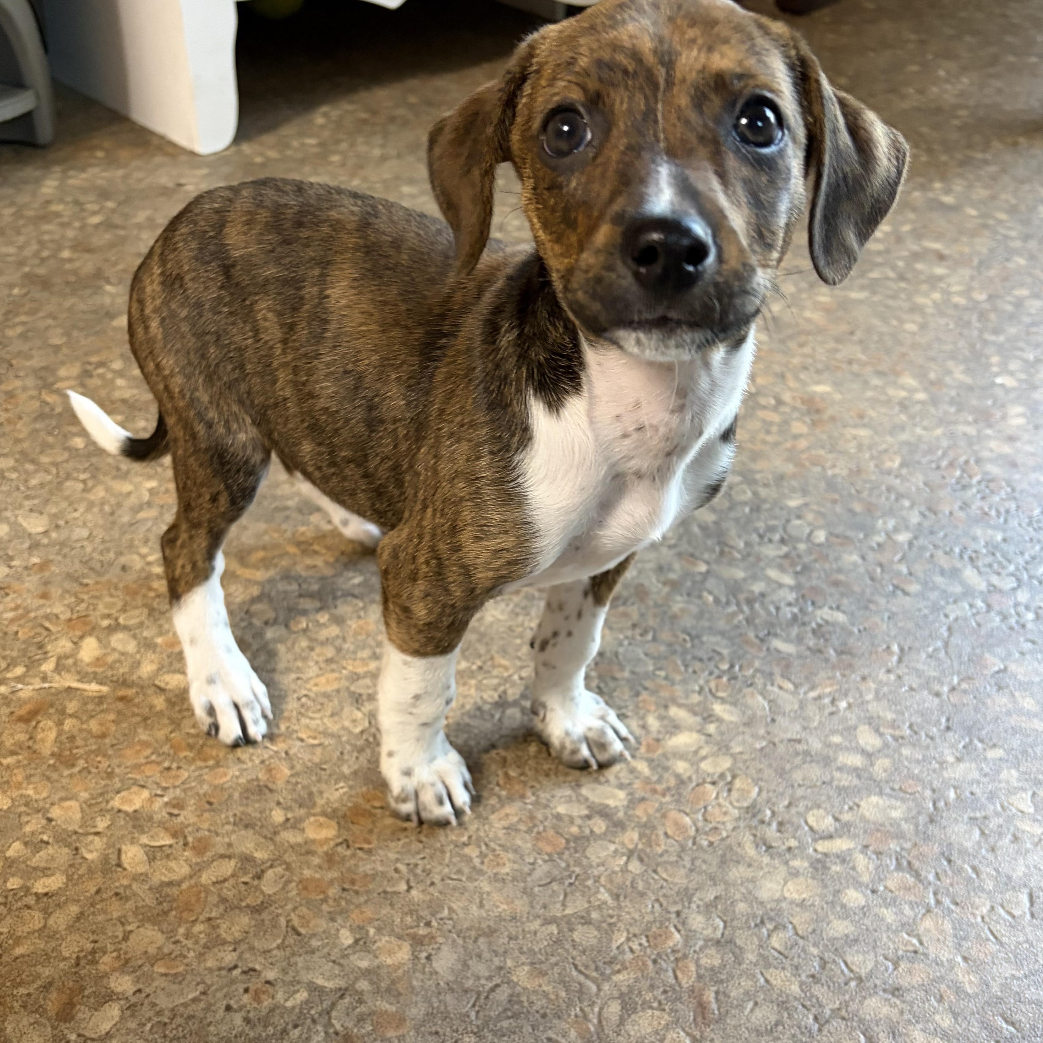 Enlarge Cooper James, a ADOPTABLE Mixed Breed in Kenosha, WI image 1/4