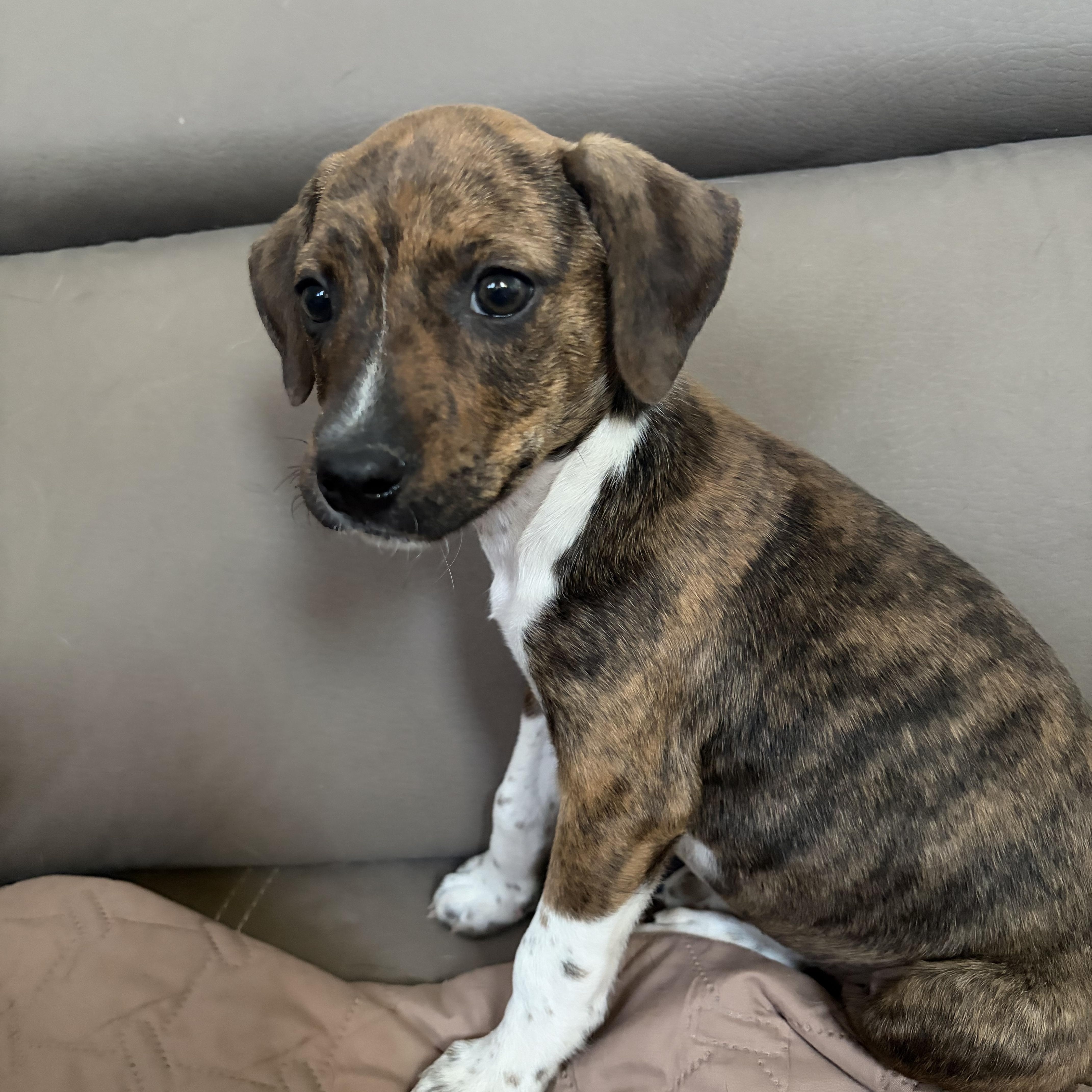 Enlarge Cooper James, a ADOPTABLE Mixed Breed in Kenosha, WI image 4/4