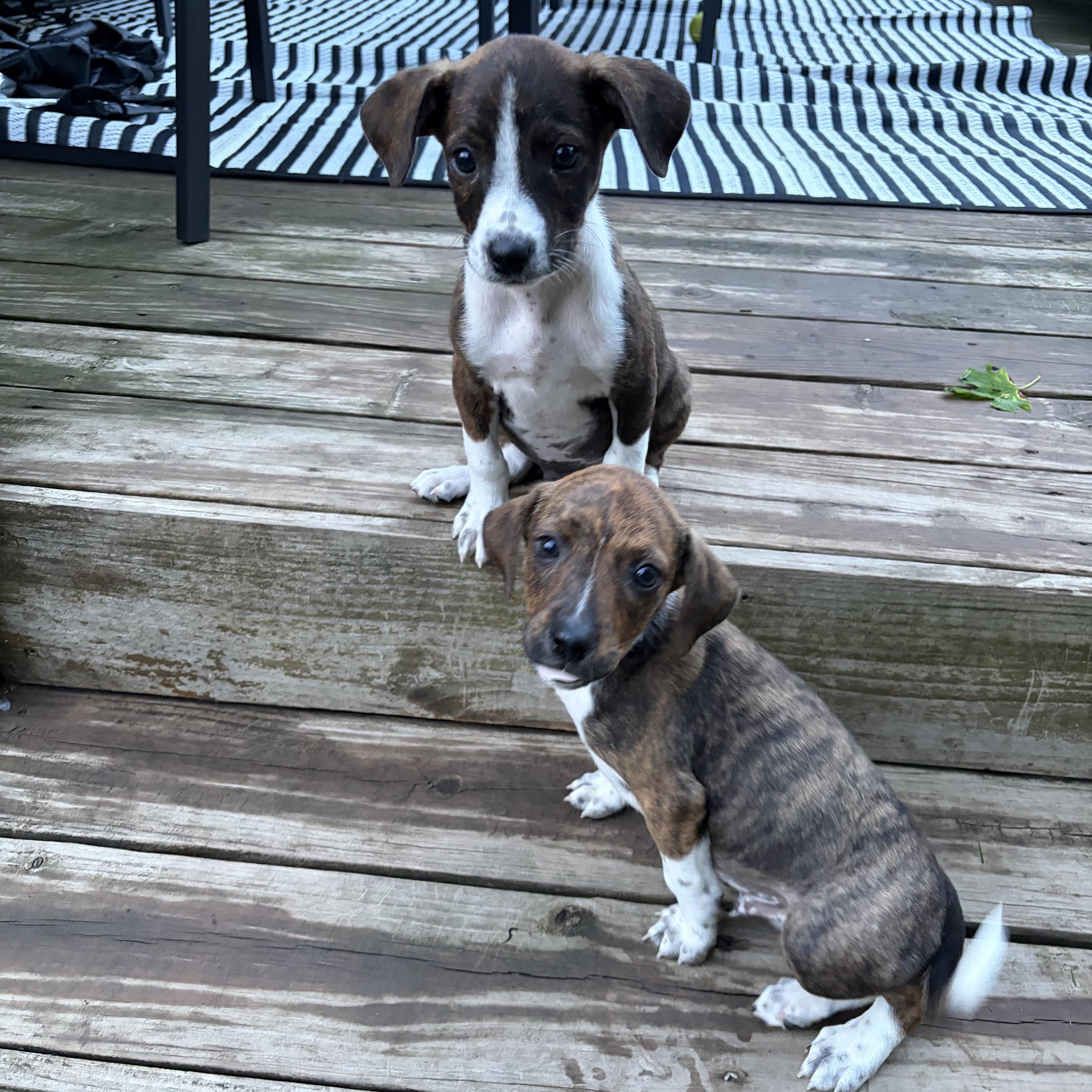 Enlarge Cooper James, a ADOPTABLE Mixed Breed in Kenosha, WI image 2/4