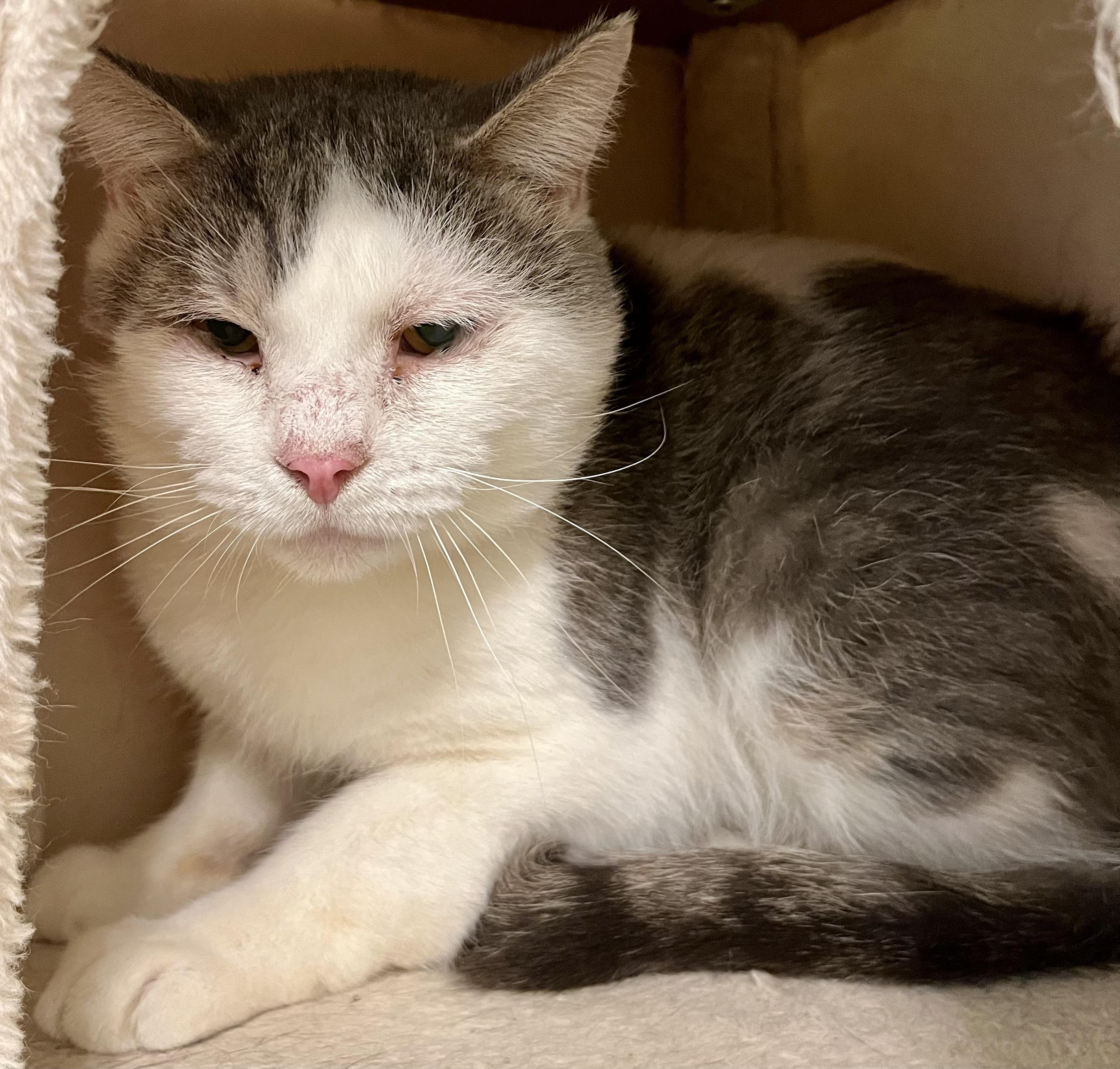 Enlarge Diamond, an adoptable Domestic Short Hair in Seville, OH image 1/2