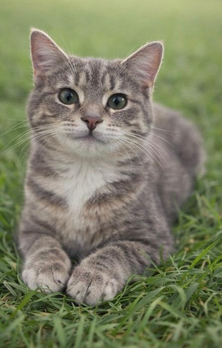 Enlarge Leo, a ADOPTABLE Domestic Short Hair in Joliet, IL image 2/5