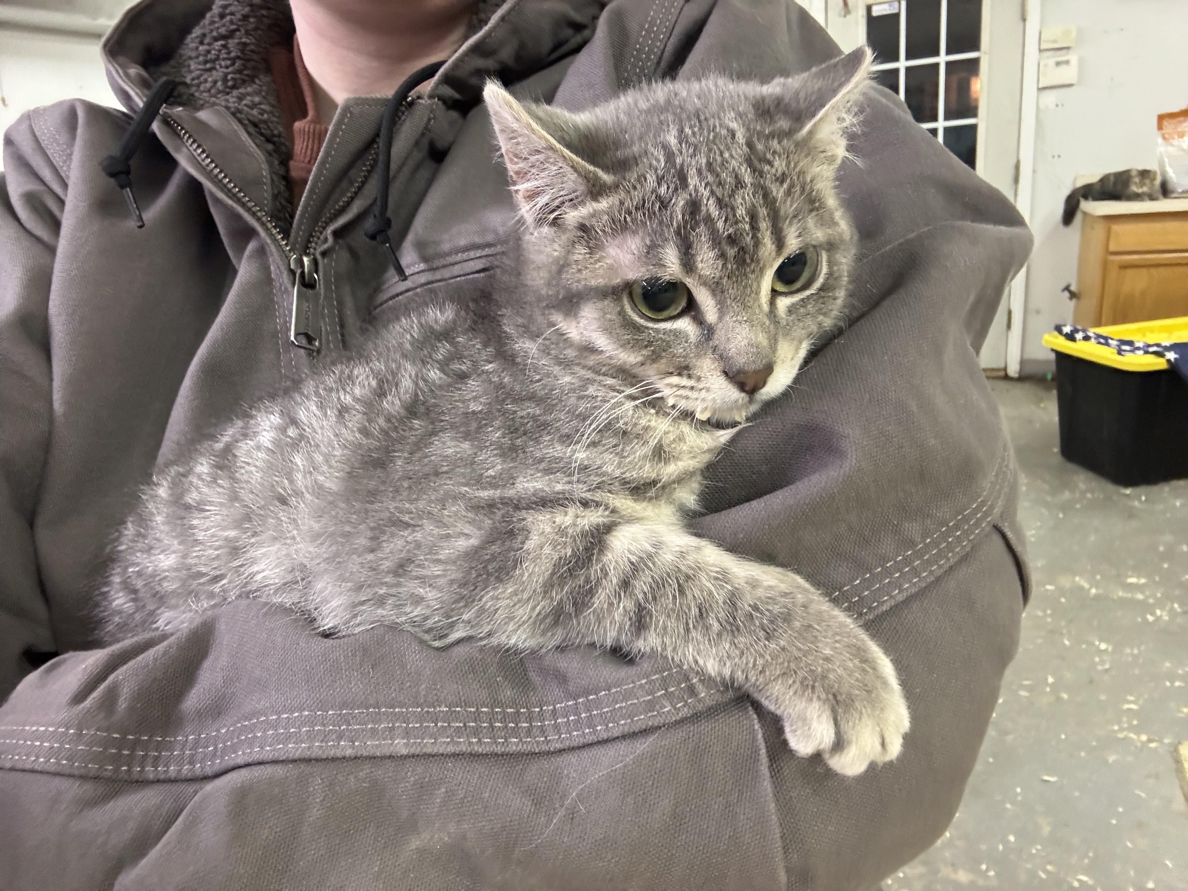 Enlarge Leo, a ADOPTABLE Domestic Short Hair in Joliet, IL image 4/5