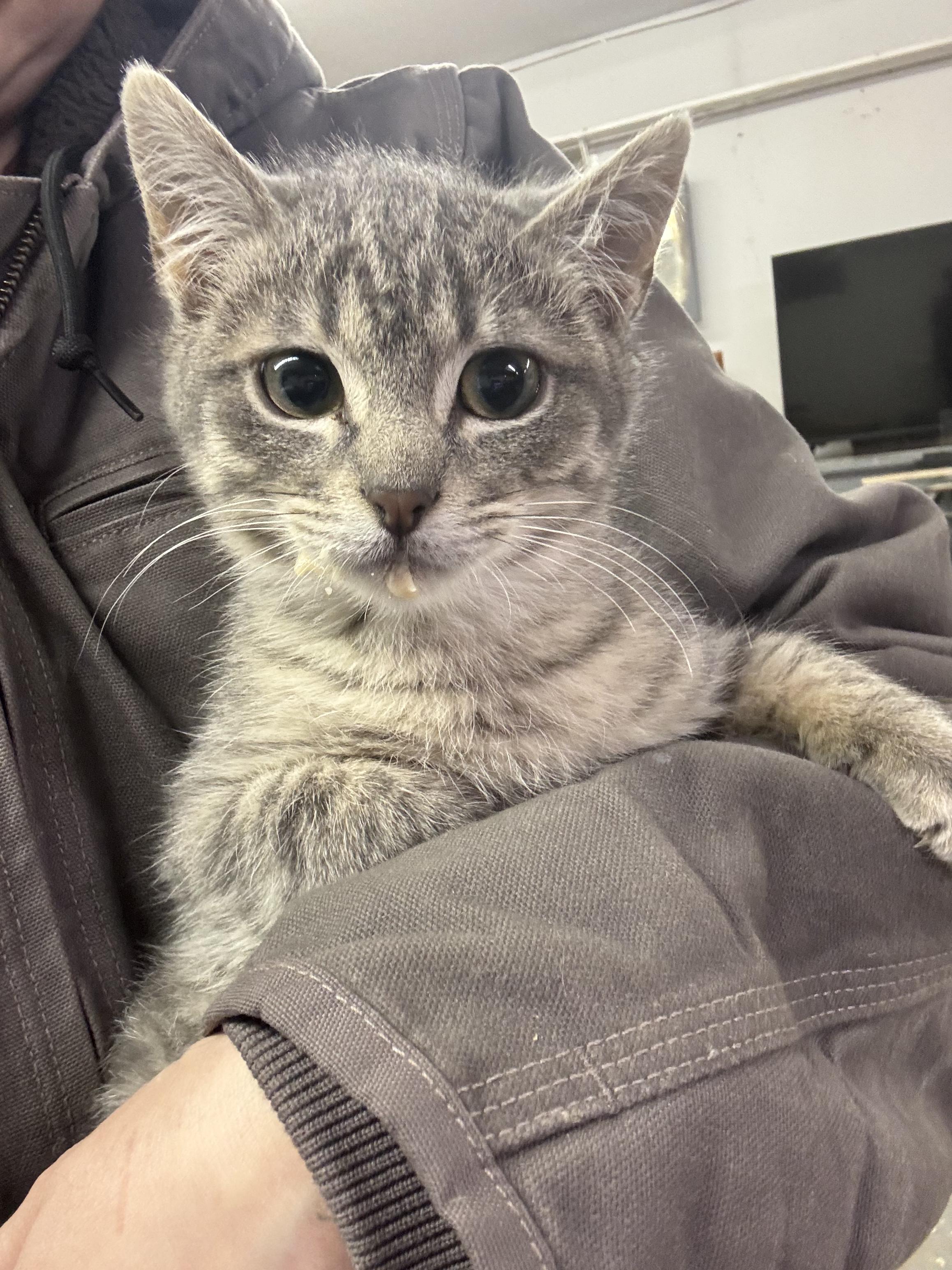 Enlarge Leo, a ADOPTABLE Domestic Short Hair in Joliet, IL image 5/5