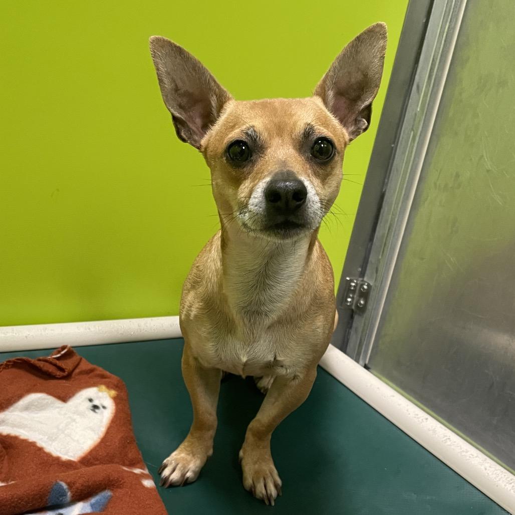 Enlarge Thurston Howell III (no collar), a Adoptable mixed breed in Spokane, WA image 1/3