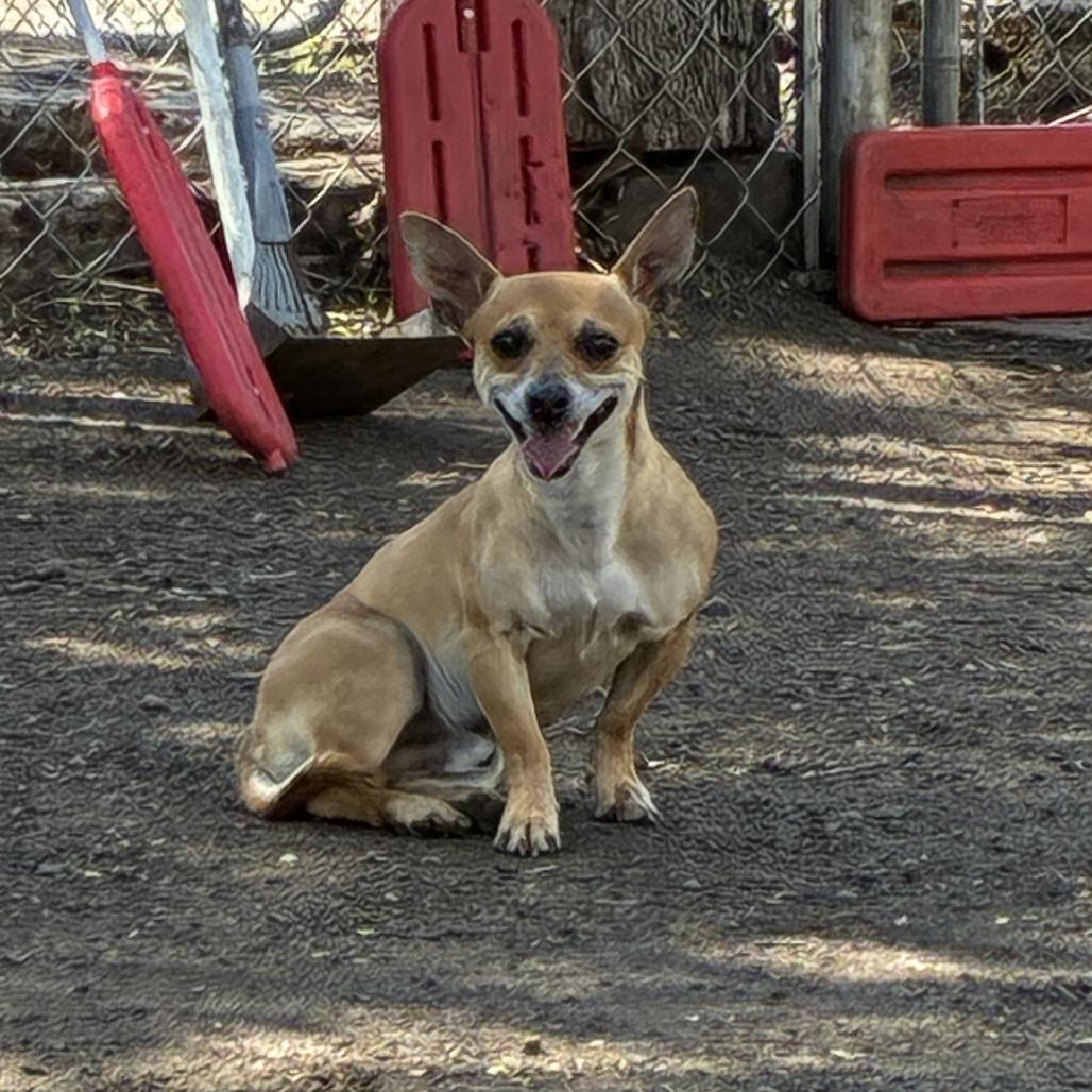 Enlarge Thurston Howell III (no collar), a Adoptable mixed breed in Spokane, WA image 2/3