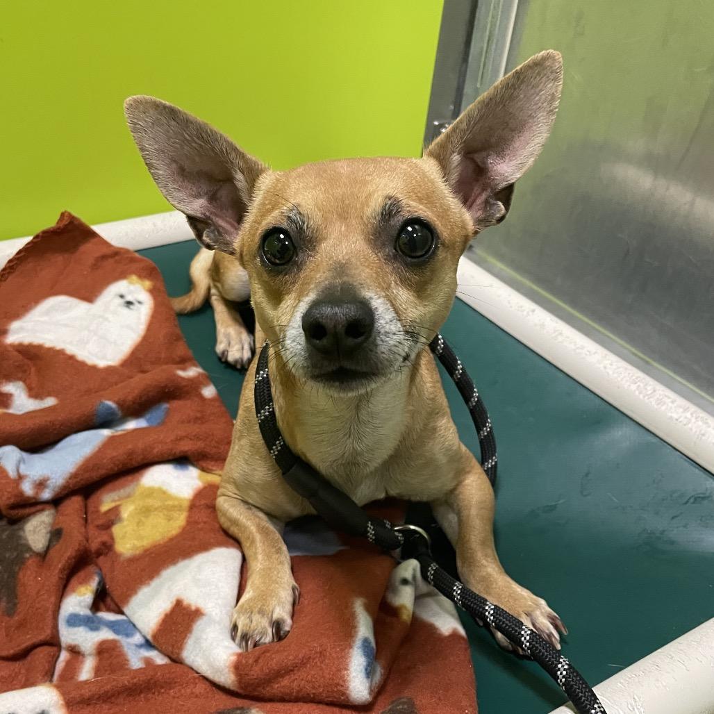 Enlarge Thurston Howell III (no collar), a Adoptable mixed breed in Spokane, WA image 3/3