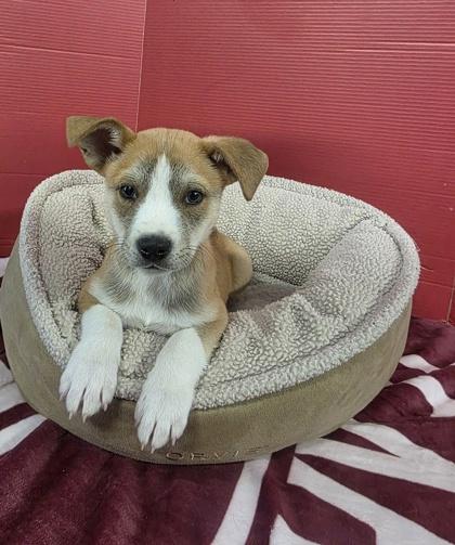 Enlarge Jonathan, a Adoptable mixed breed in Houston, TX image 2/2