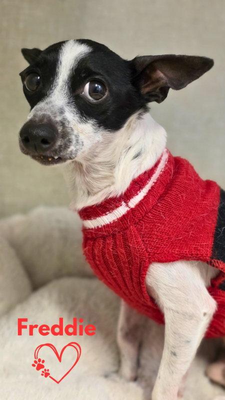 Freddie, Adoptable, Adult Male Chihuahua.