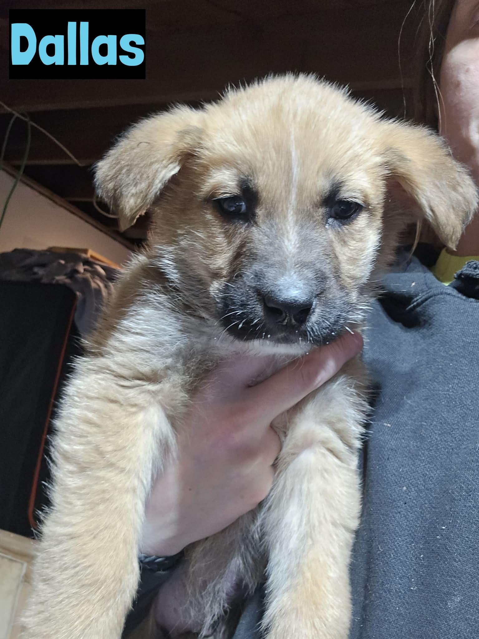 Enlarge Dallas, an adopted mixed breed in Grand Rapids, MI image 1/1