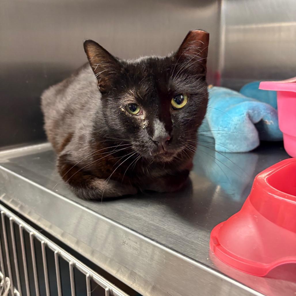 Enlarge Sadie, a Adoptable Domestic Short Hair in Spokane, WA image 1/1