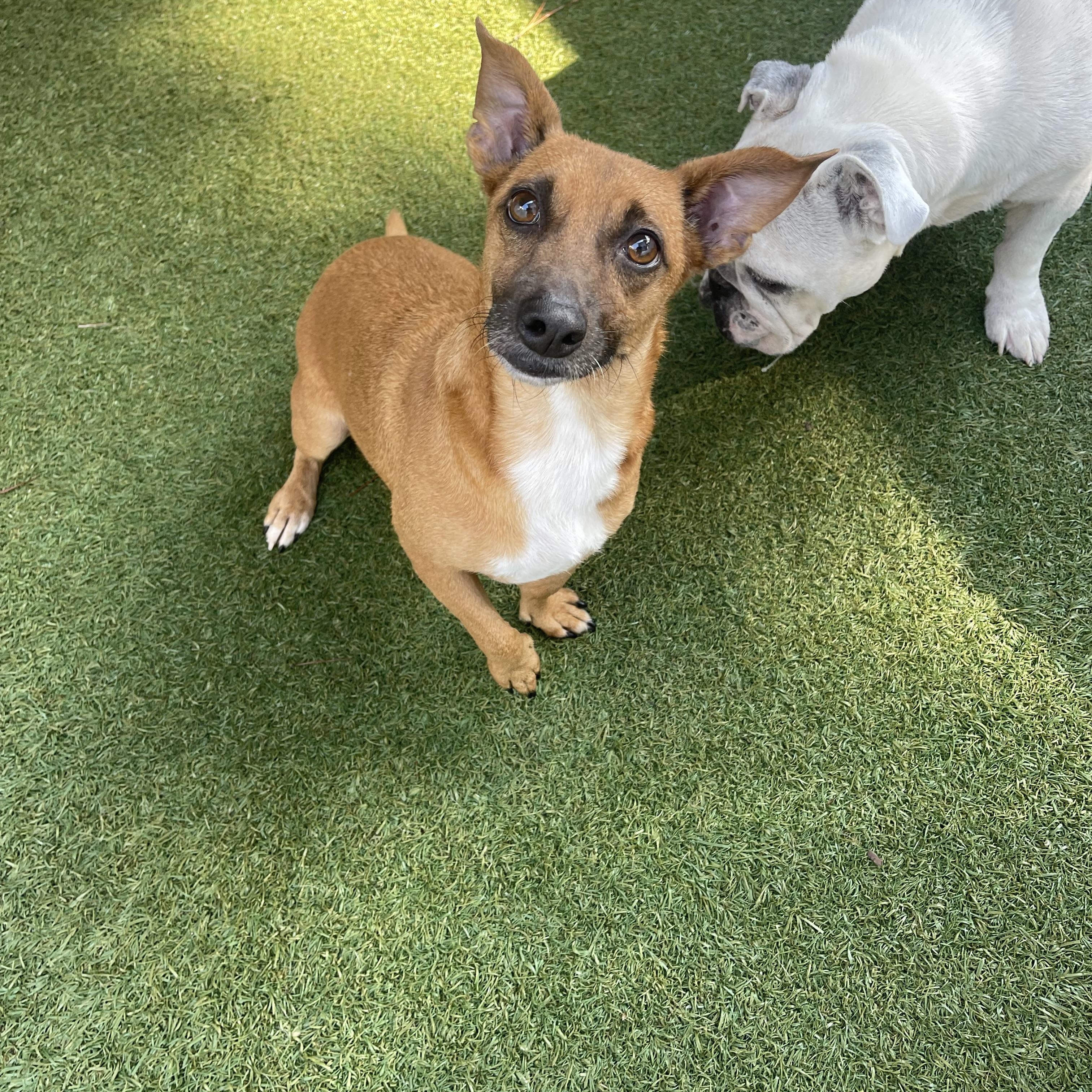 AnnaClair, Adoptable, Adult Female Dachshund.