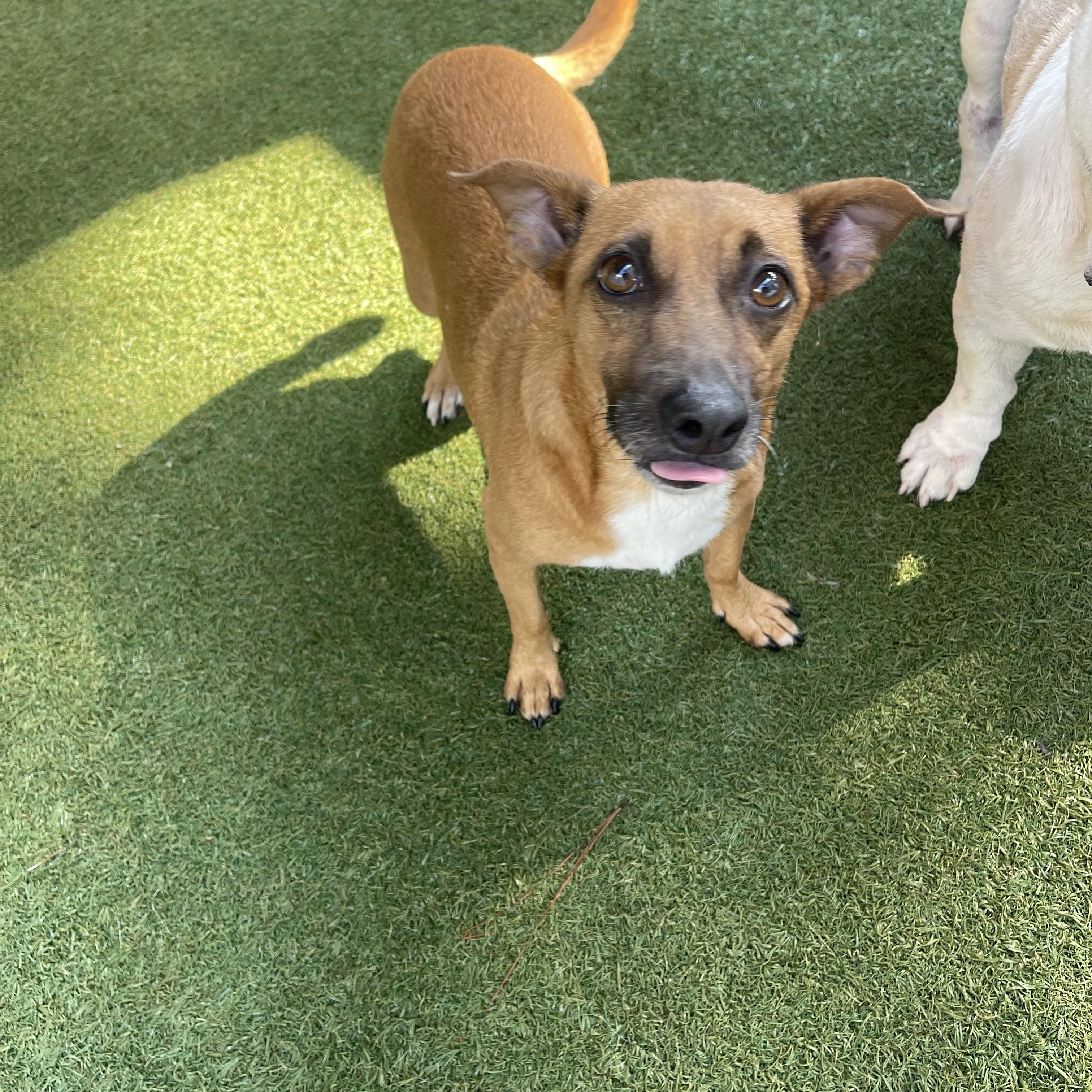 Enlarge AnnaClair, a Adoptable mixed breed in Baton Rouge, LA image 2/5