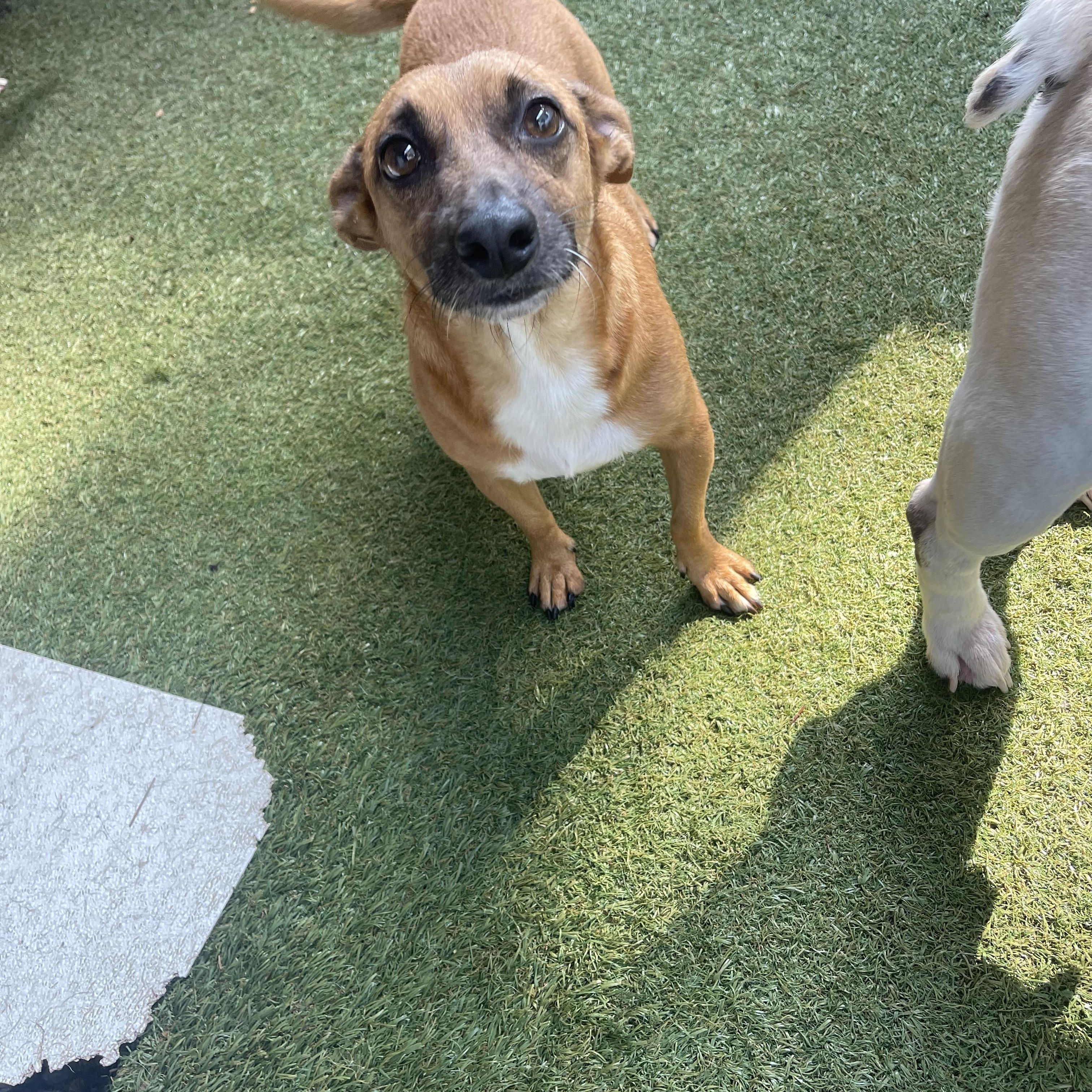 Enlarge AnnaClair, a Adoptable mixed breed in Baton Rouge, LA image 3/5