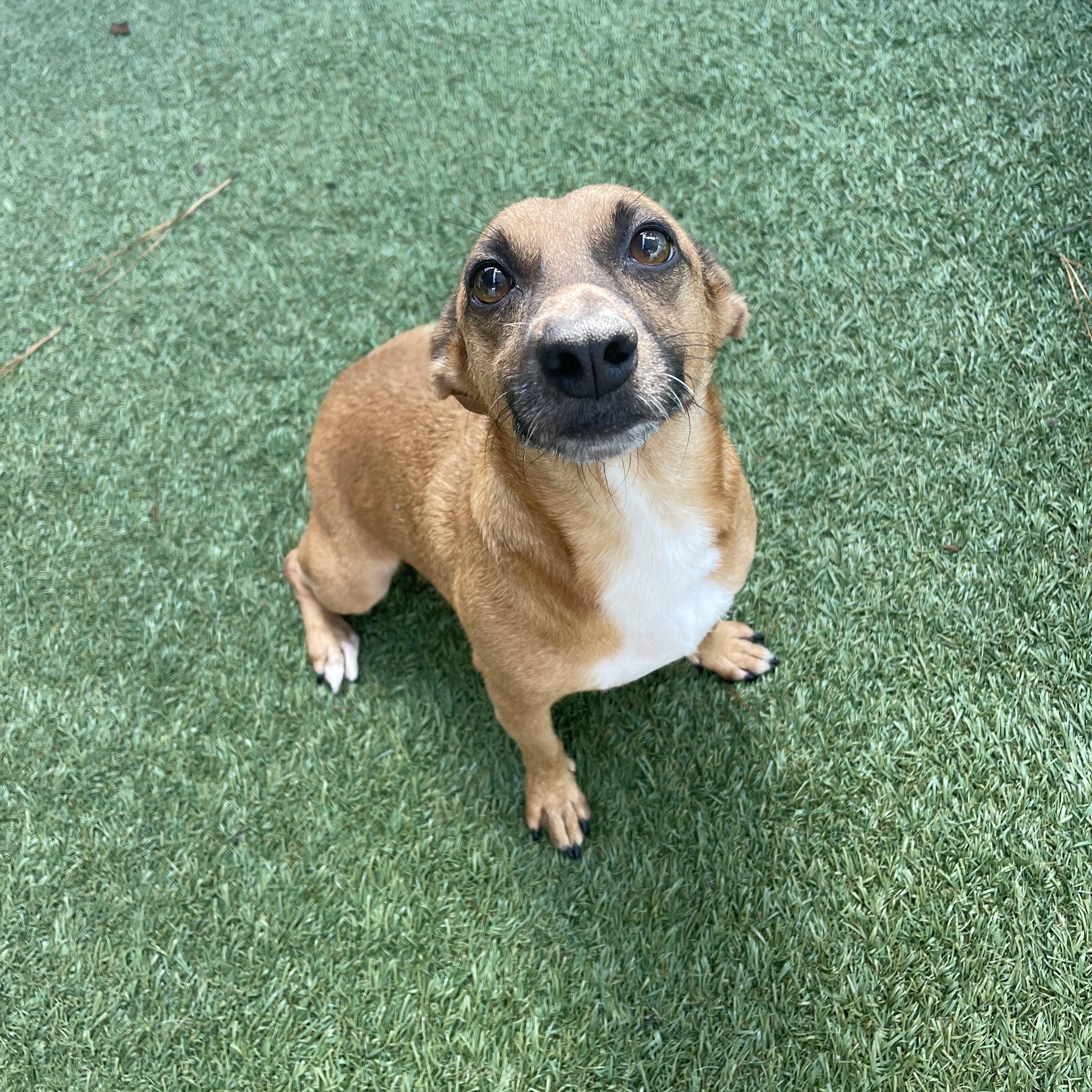 Enlarge AnnaClair, a Adoptable mixed breed in Baton Rouge, LA image 4/5