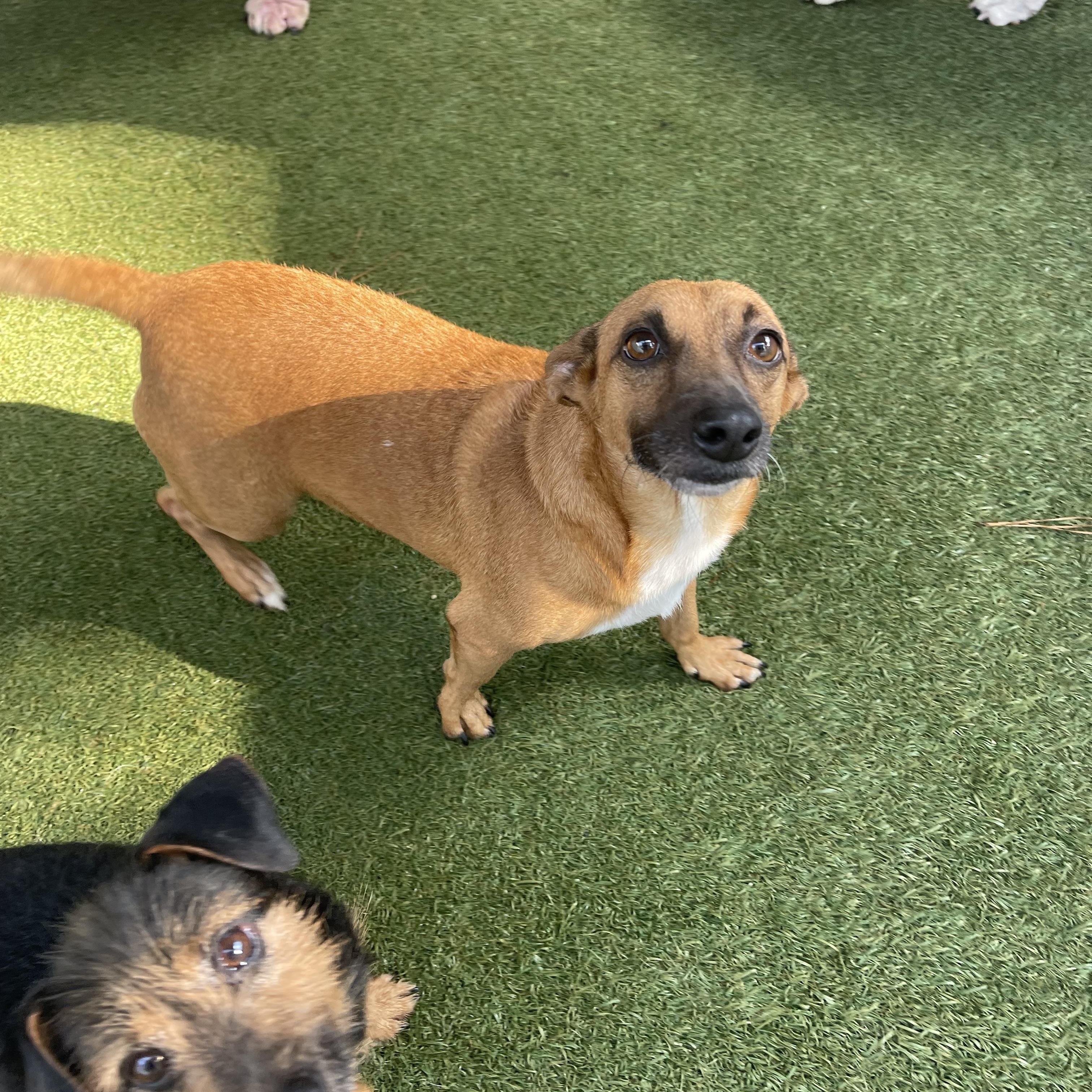 Enlarge AnnaClair, a Adoptable mixed breed in Baton Rouge, LA image 5/5