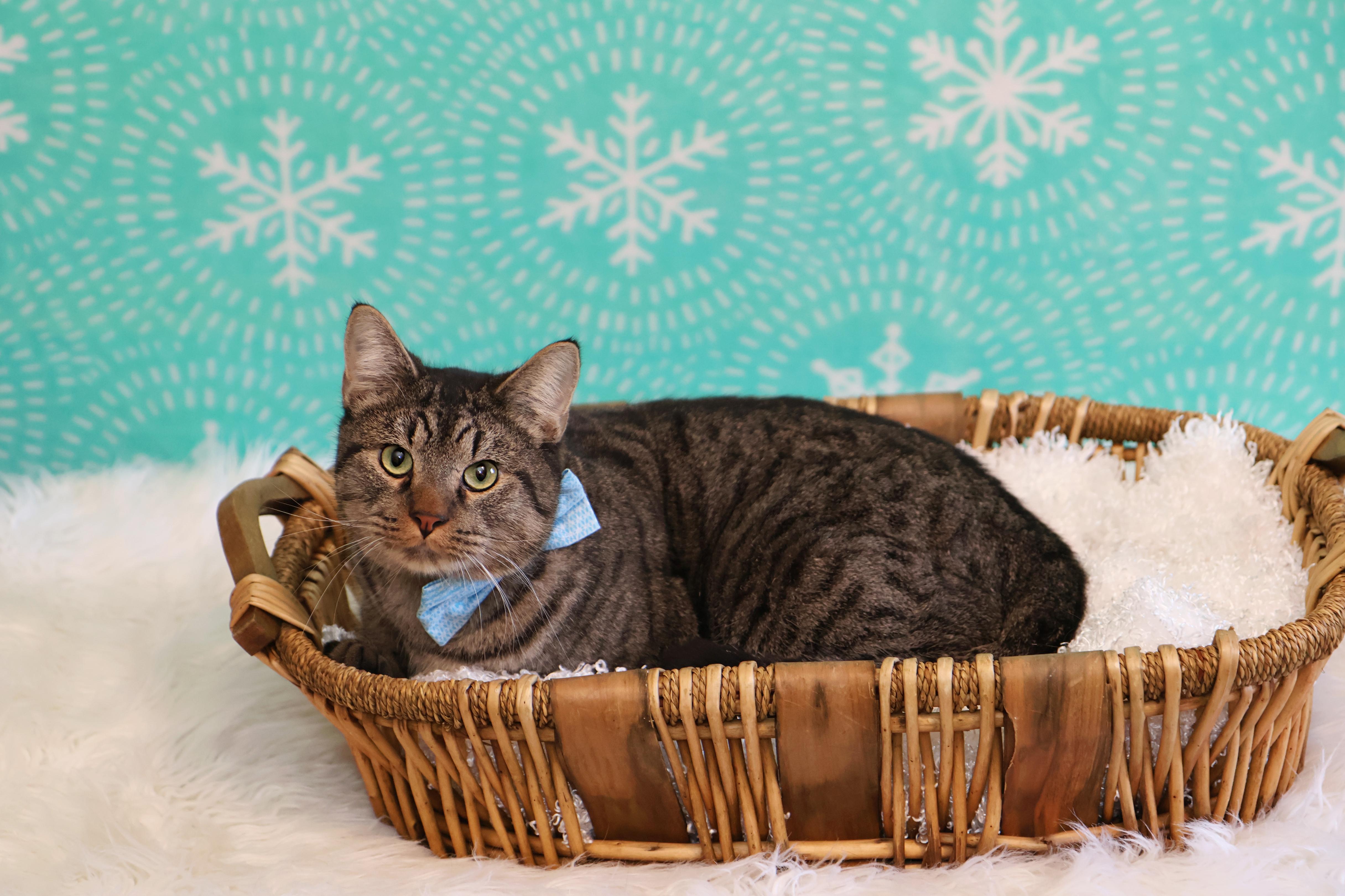 Enlarge Spaz, a Adoptable Tabby in Mission, KS image 1/2