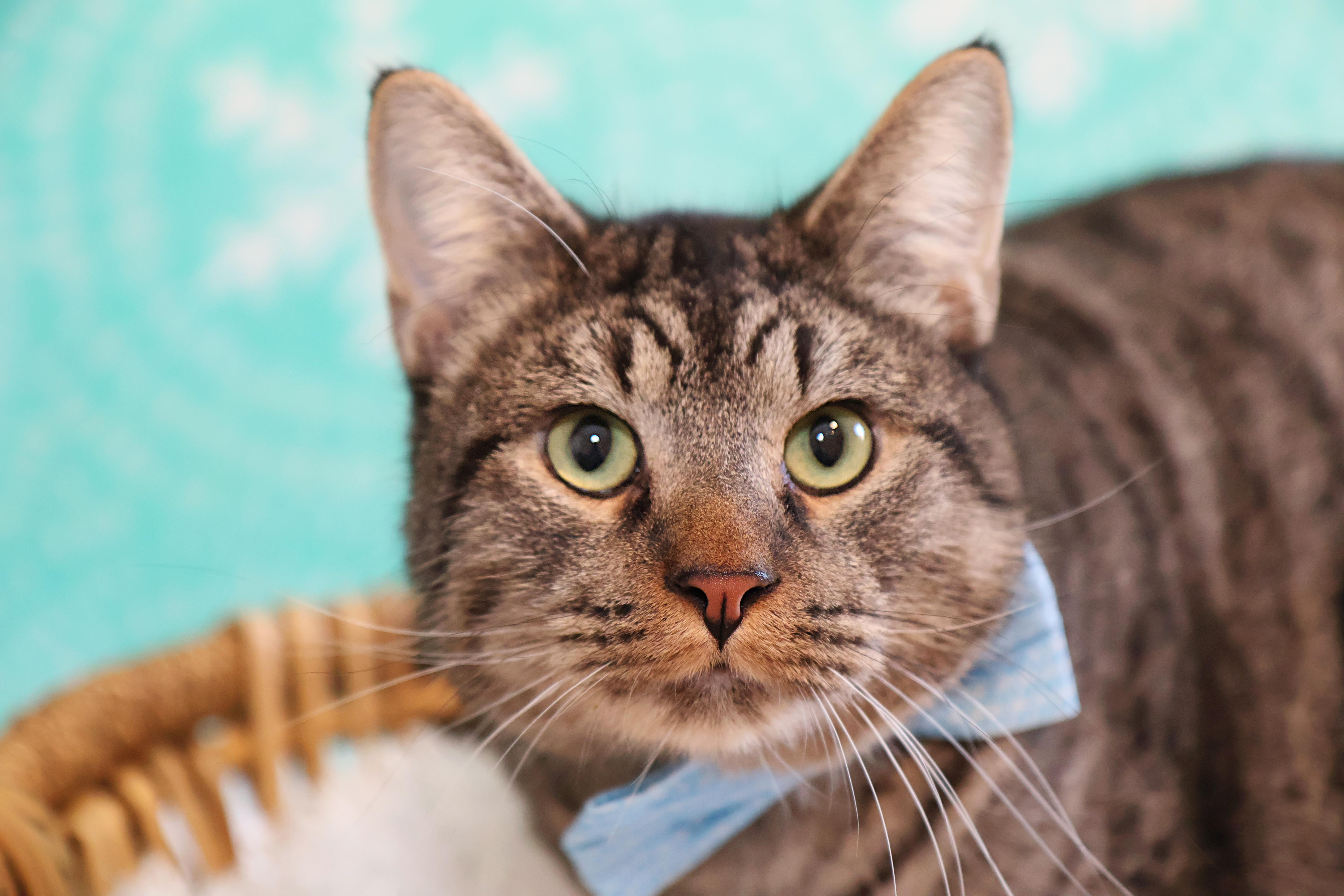 Enlarge Spaz, a Adoptable Tabby in Mission, KS image 2/2