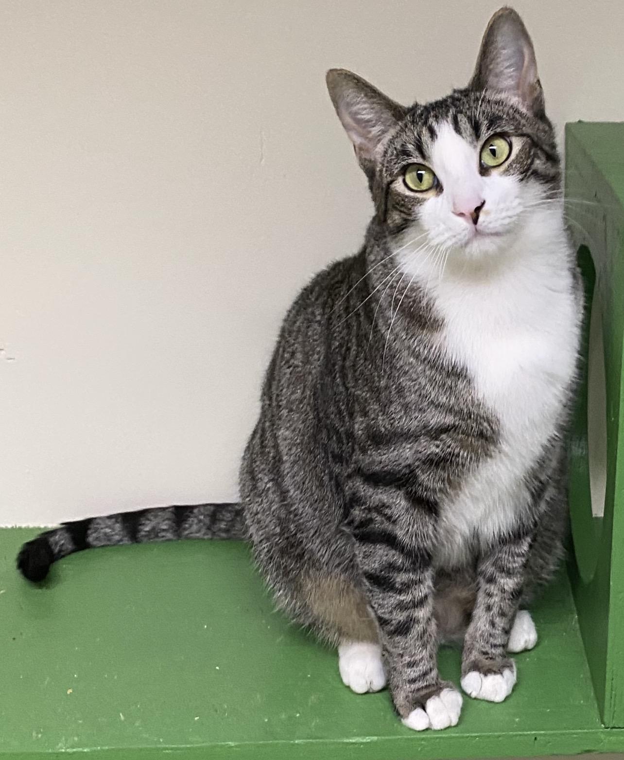 Shohei (very friendly), ADOPTABLE, Young Male Domestic Short Hair.