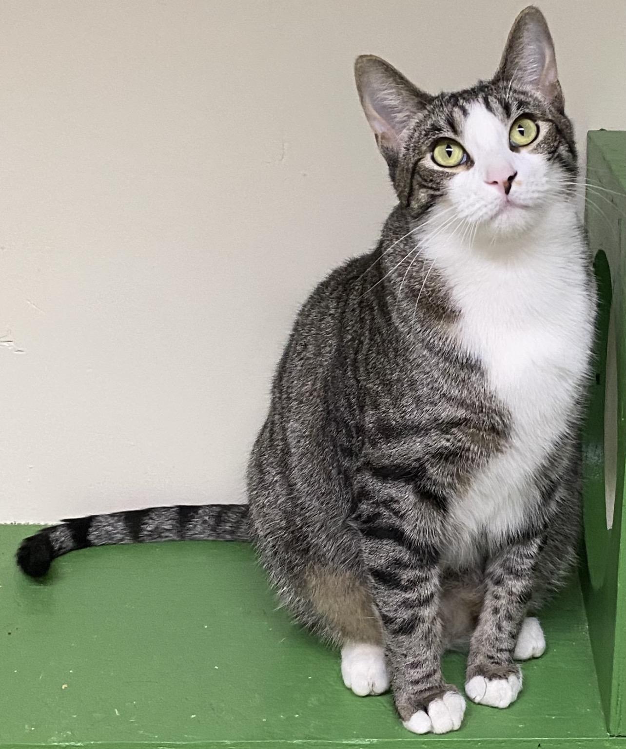 Shohei (very friendly), a ADOPTABLE Domestic Short Hair in Los Angeles, CA image 3/3