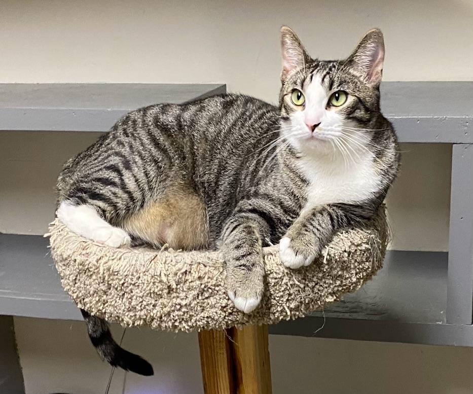 Shohei (very friendly), a ADOPTABLE Domestic Short Hair in Los Angeles, CA image 2/3