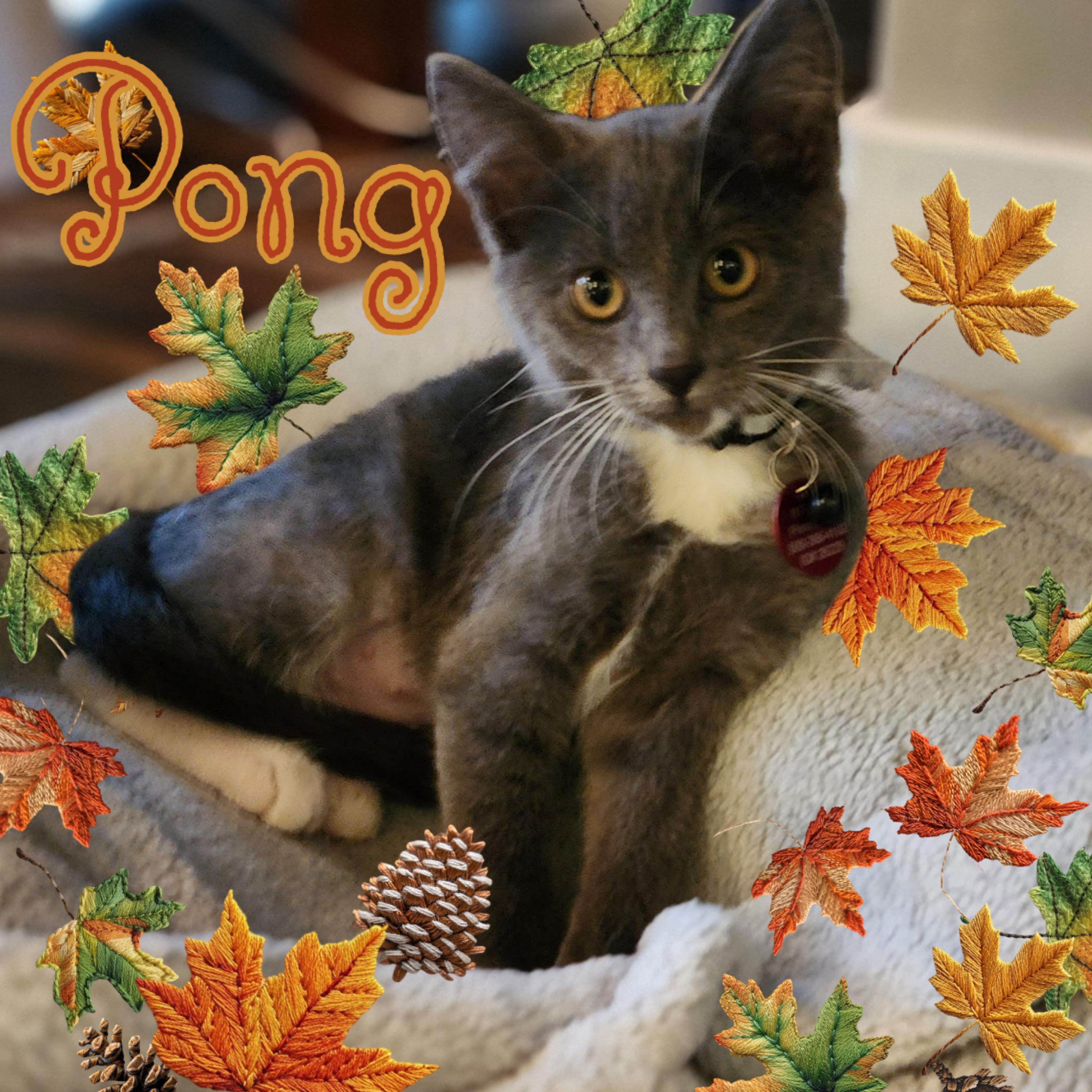 Enlarge Pong, a Adoptable Domestic Short Hair in Pasco, WA image 1/5