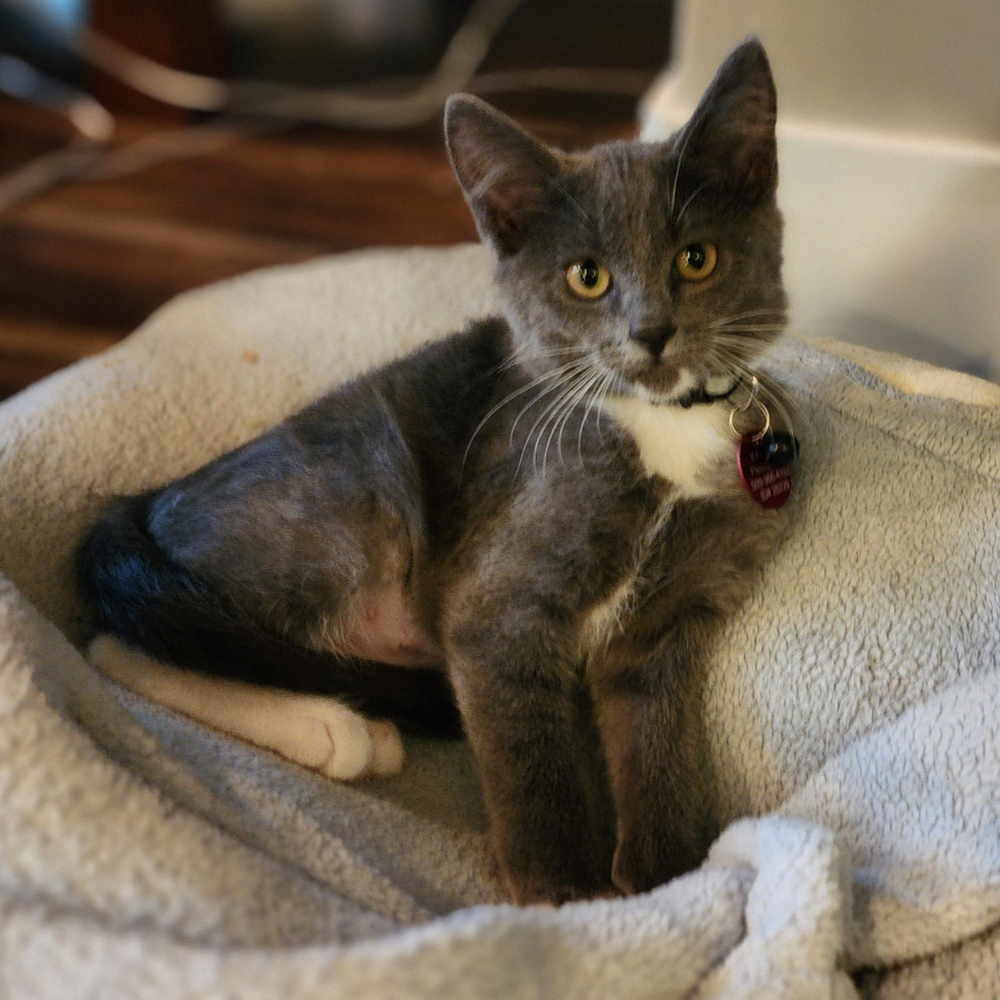 Enlarge Pong, a Adoptable Domestic Short Hair in Pasco, WA image 2/5