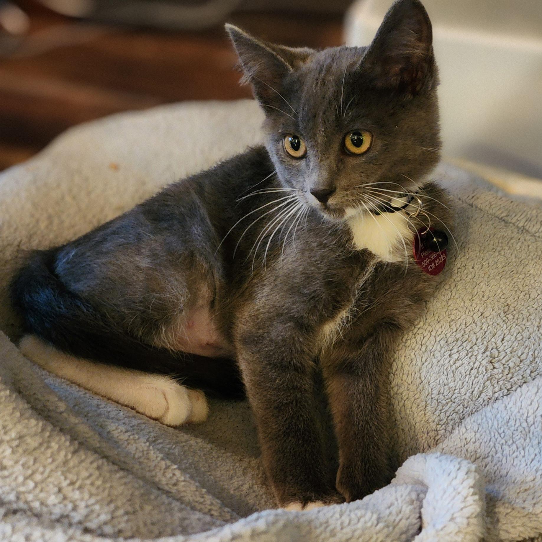 Enlarge Pong, a Adoptable Domestic Short Hair in Pasco, WA image 3/5