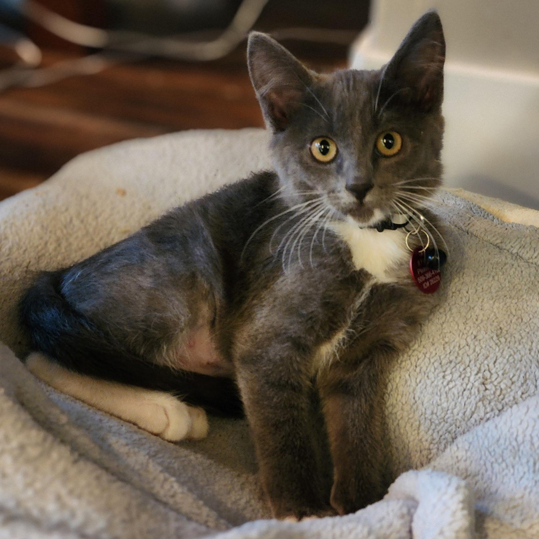 Enlarge Pong, a Adoptable Domestic Short Hair in Pasco, WA image 4/5