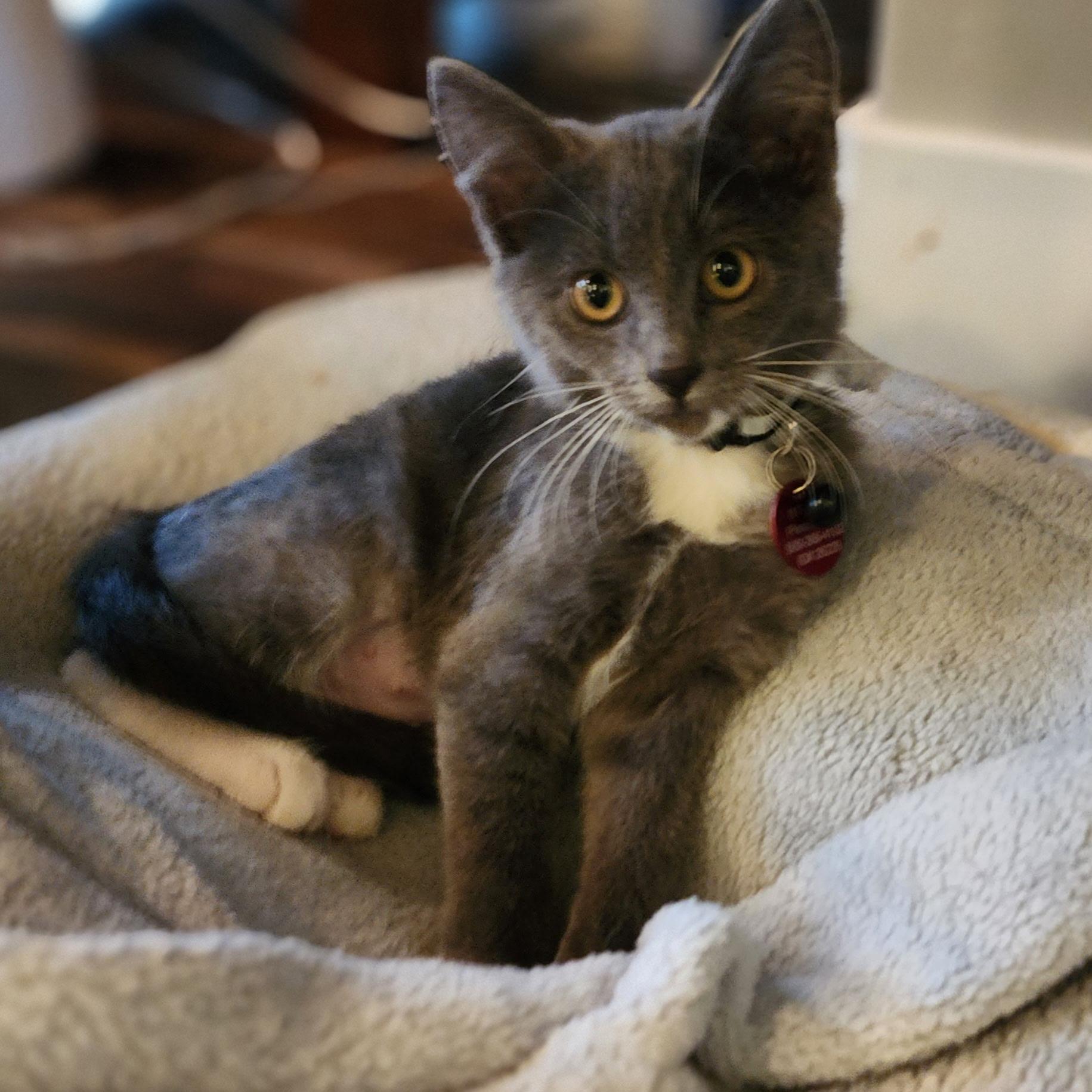 Enlarge Pong, a Adoptable Domestic Short Hair in Pasco, WA image 5/5