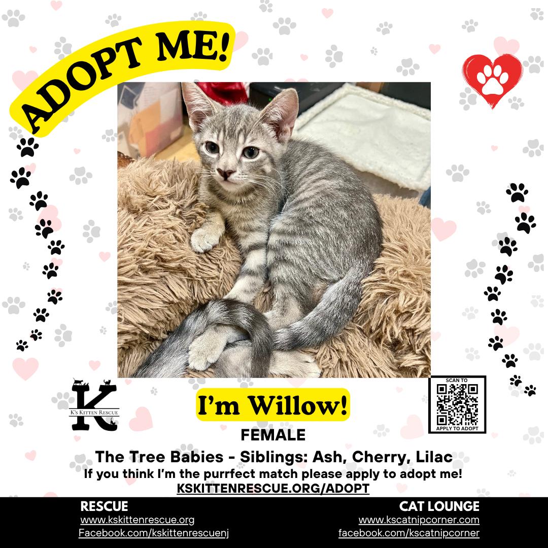 Enlarge Willow, a Adoptable Domestic Short Hair in Brick, NJ image 1/1