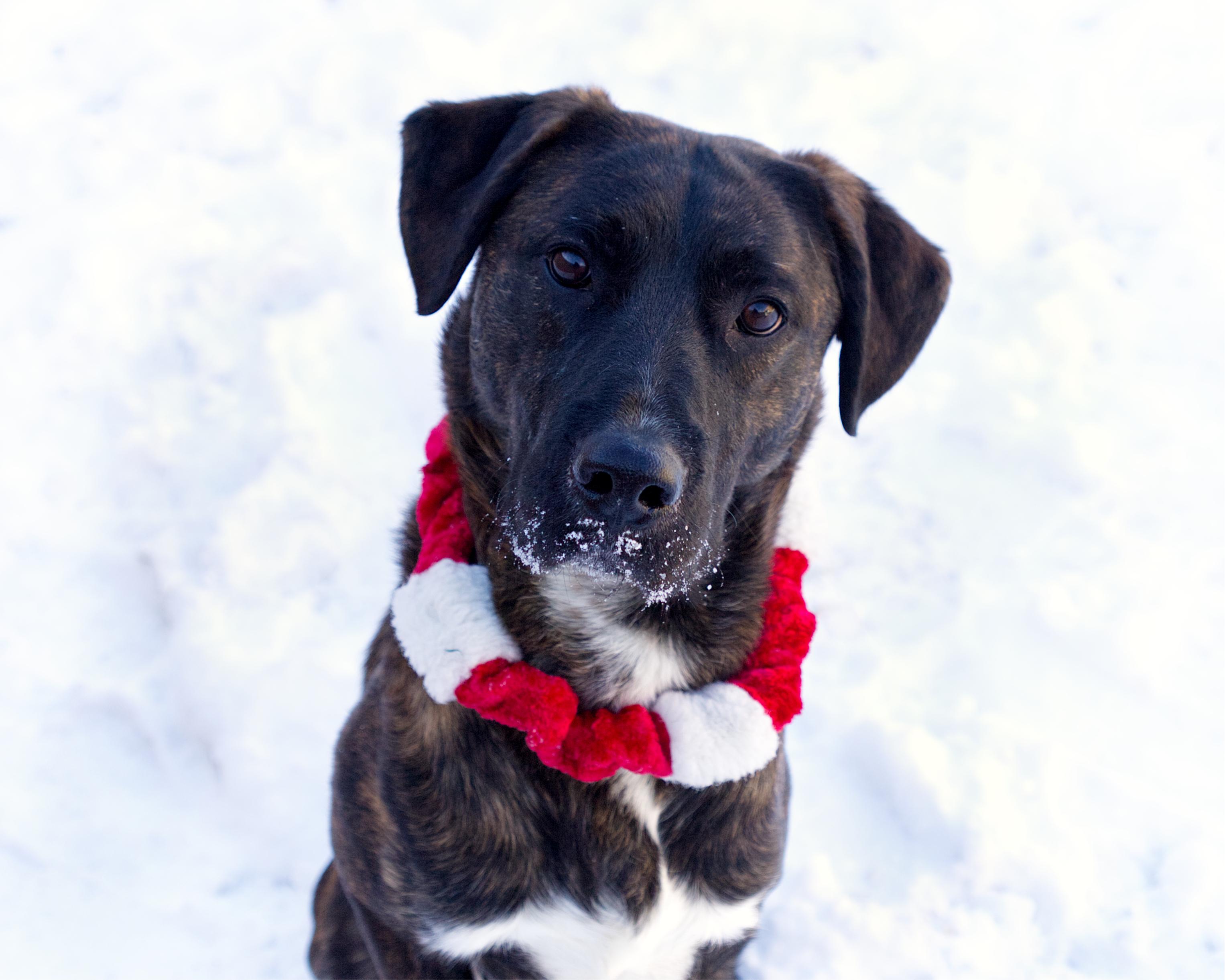 Kyrie, an adoptable mixed breed in Winnipeg, MB image 1/3