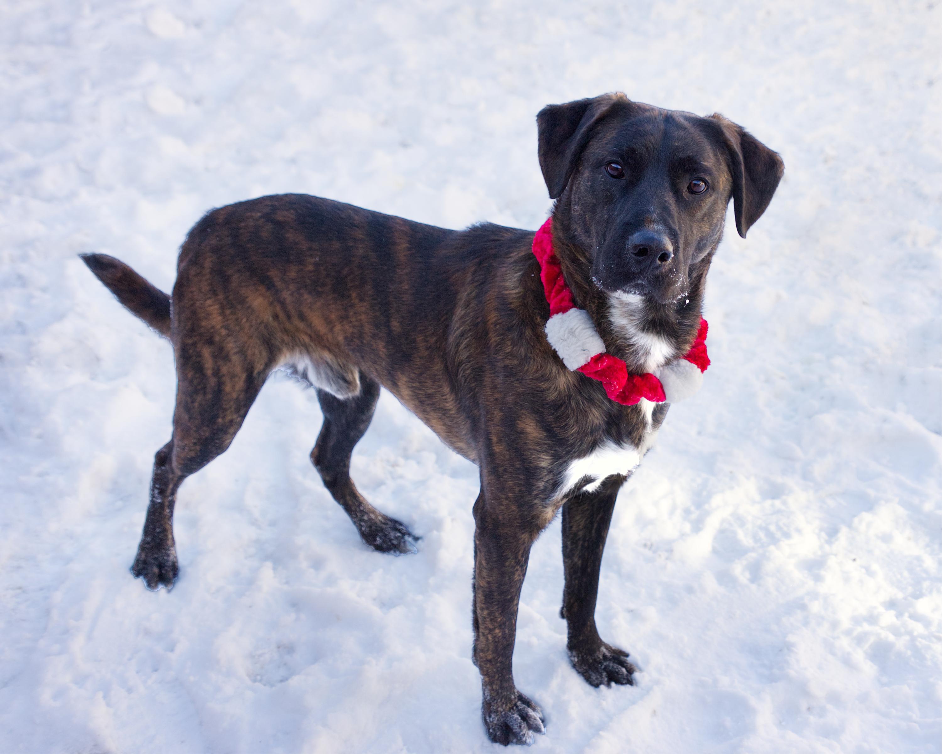Kyrie, an adoptable mixed breed in Winnipeg, MB image 2/3