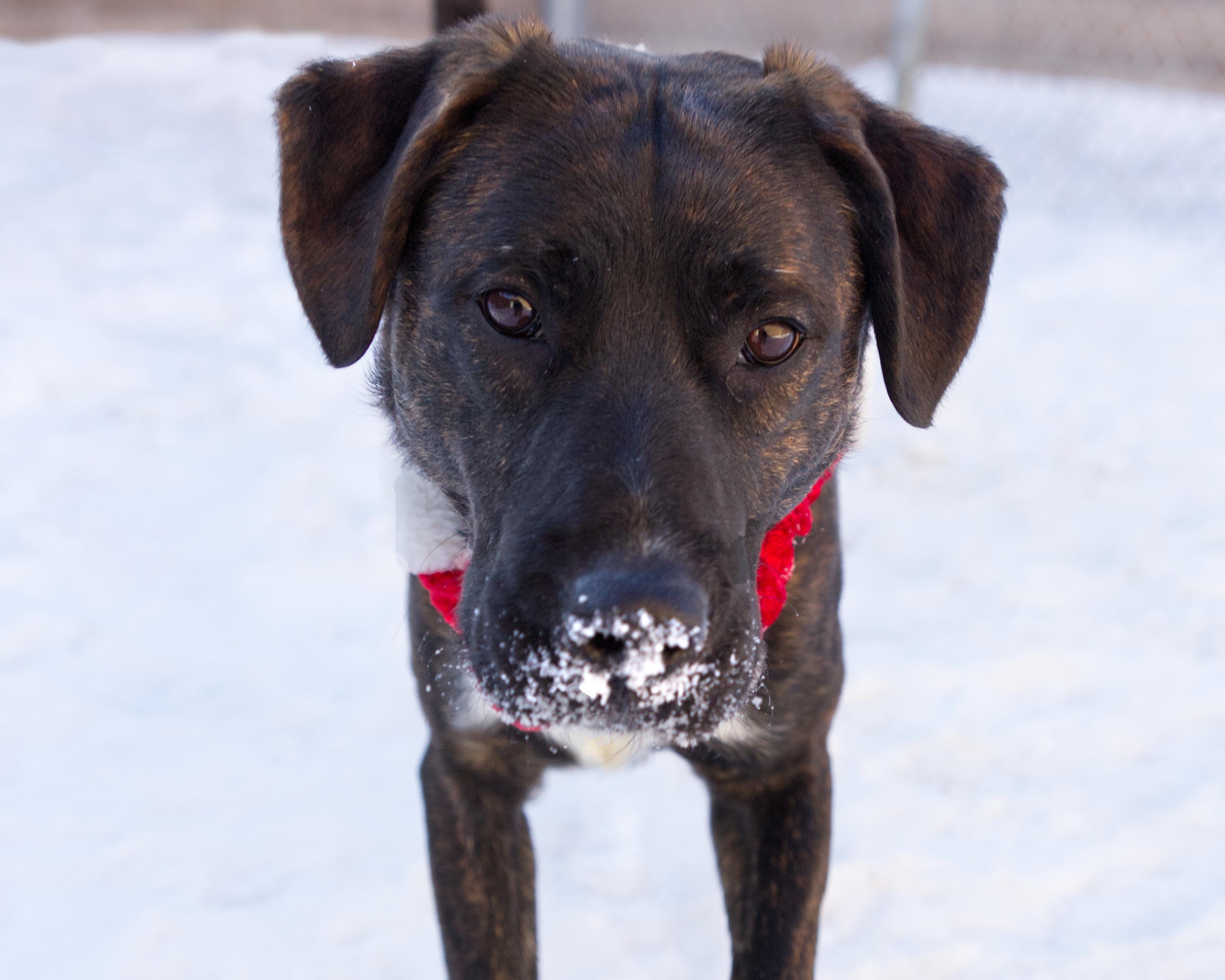 Kyrie, an adoptable mixed breed in Winnipeg, MB image 3/3