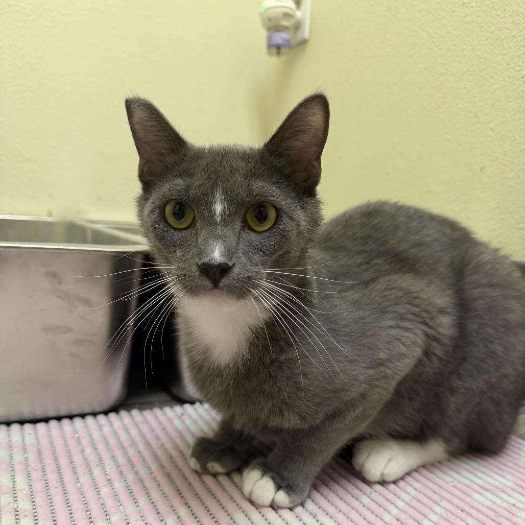 Waffles, Adoptable, Young Male Domestic Short Hair.