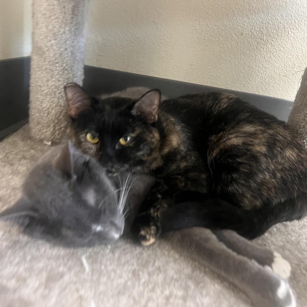 Enlarge Waffles, a Adoptable Domestic Short Hair in Las Vegas, NV image 2/5