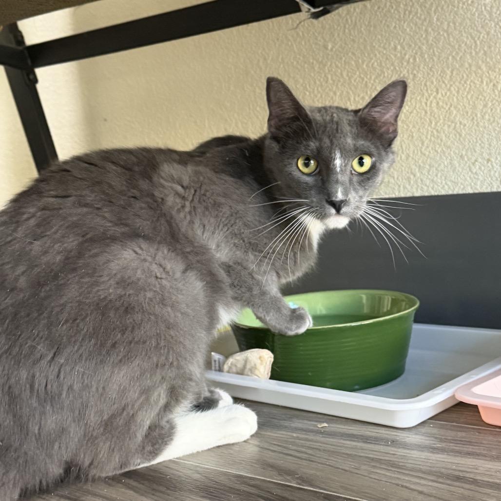 Enlarge Waffles, a Adoptable Domestic Short Hair in Las Vegas, NV image 3/5
