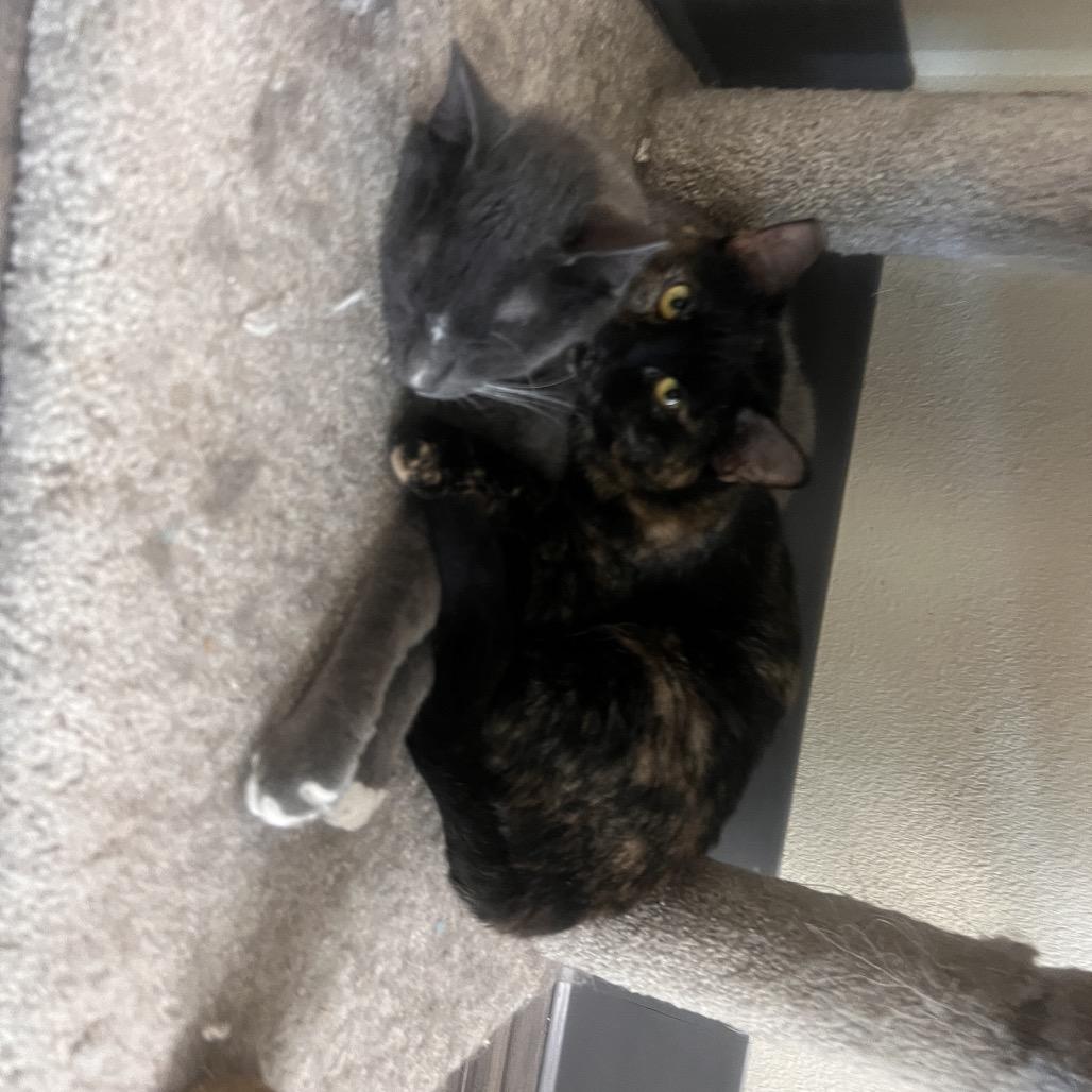 Enlarge Waffles, a Adoptable Domestic Short Hair in Las Vegas, NV image 4/5