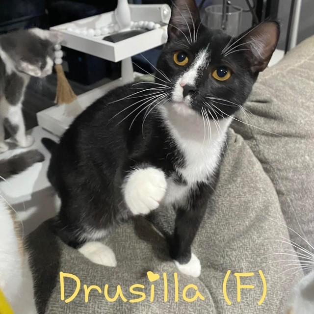 Drusilla, Adoptable, Kitten Female Tuxedo.
