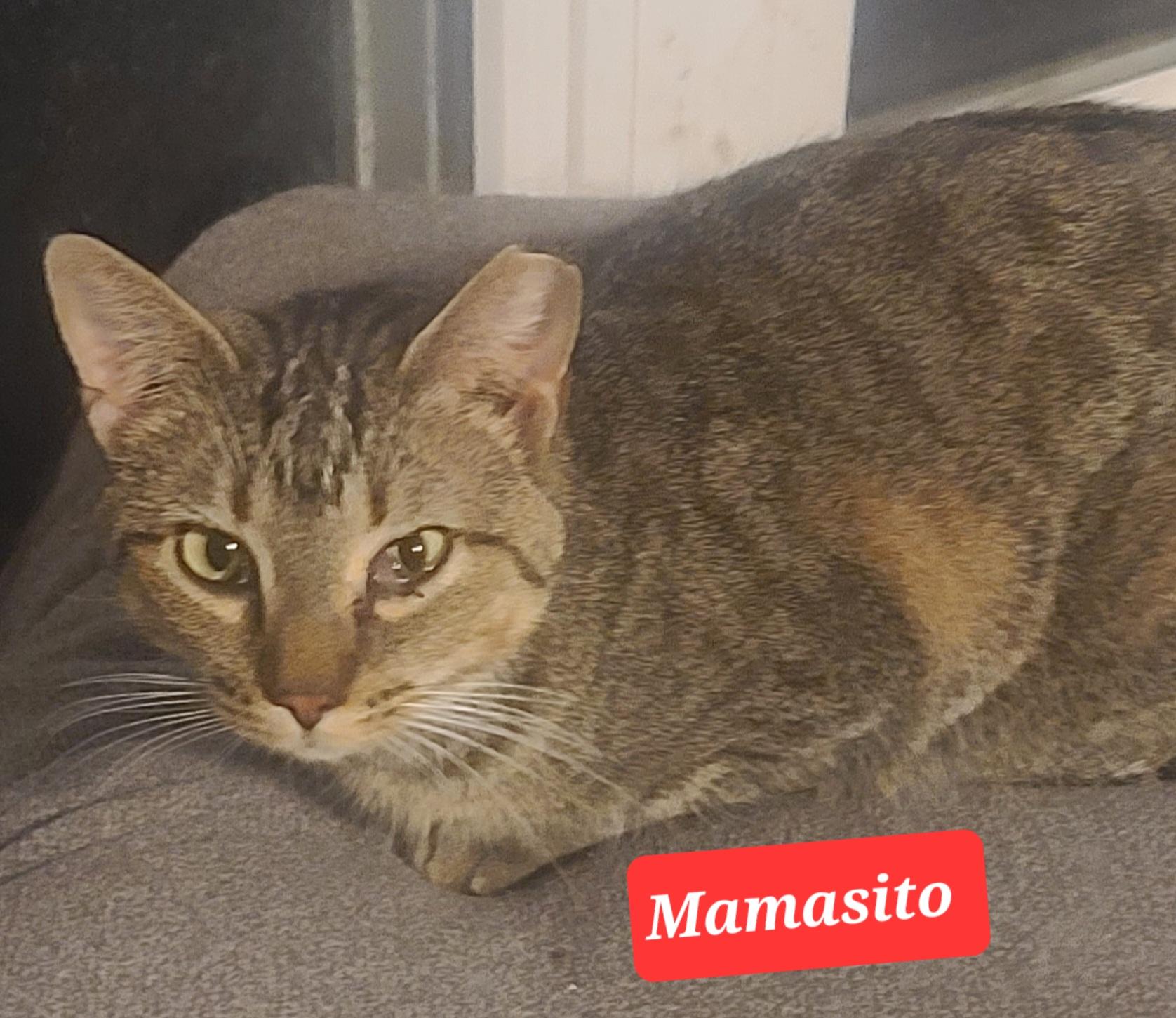 MamaSito, ADOPTABLE, Adult Female American Shorthair & Tabby.