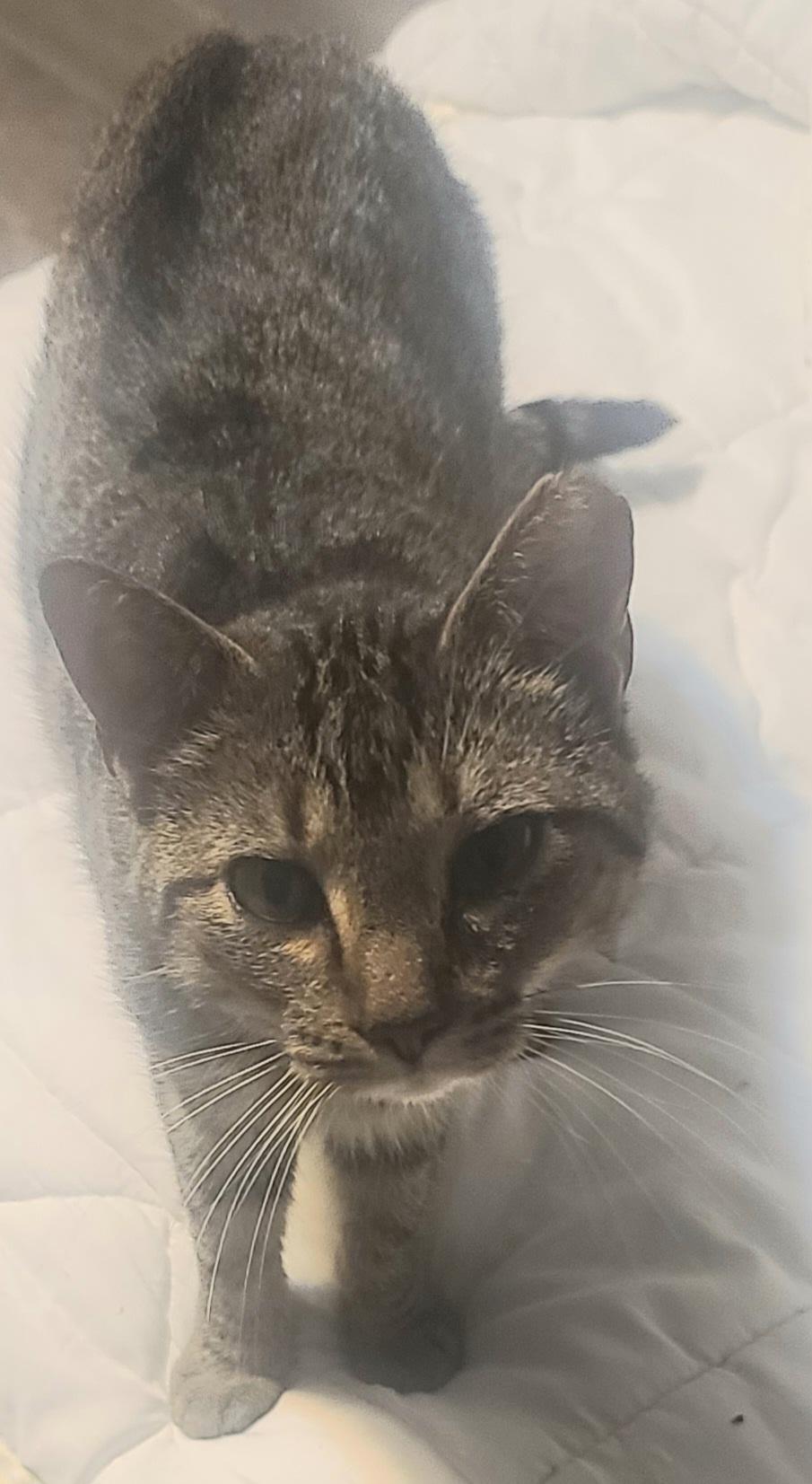 Enlarge MamaSito, a ADOPTABLE mixed breed in Elgin, SC image 3/3