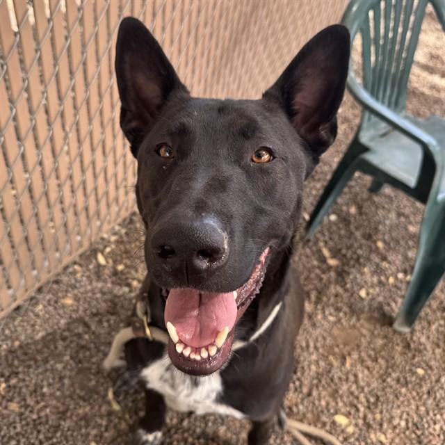 LUIGI, Adoptable, Adult Male German Shepherd Dog & Mixed Breed.