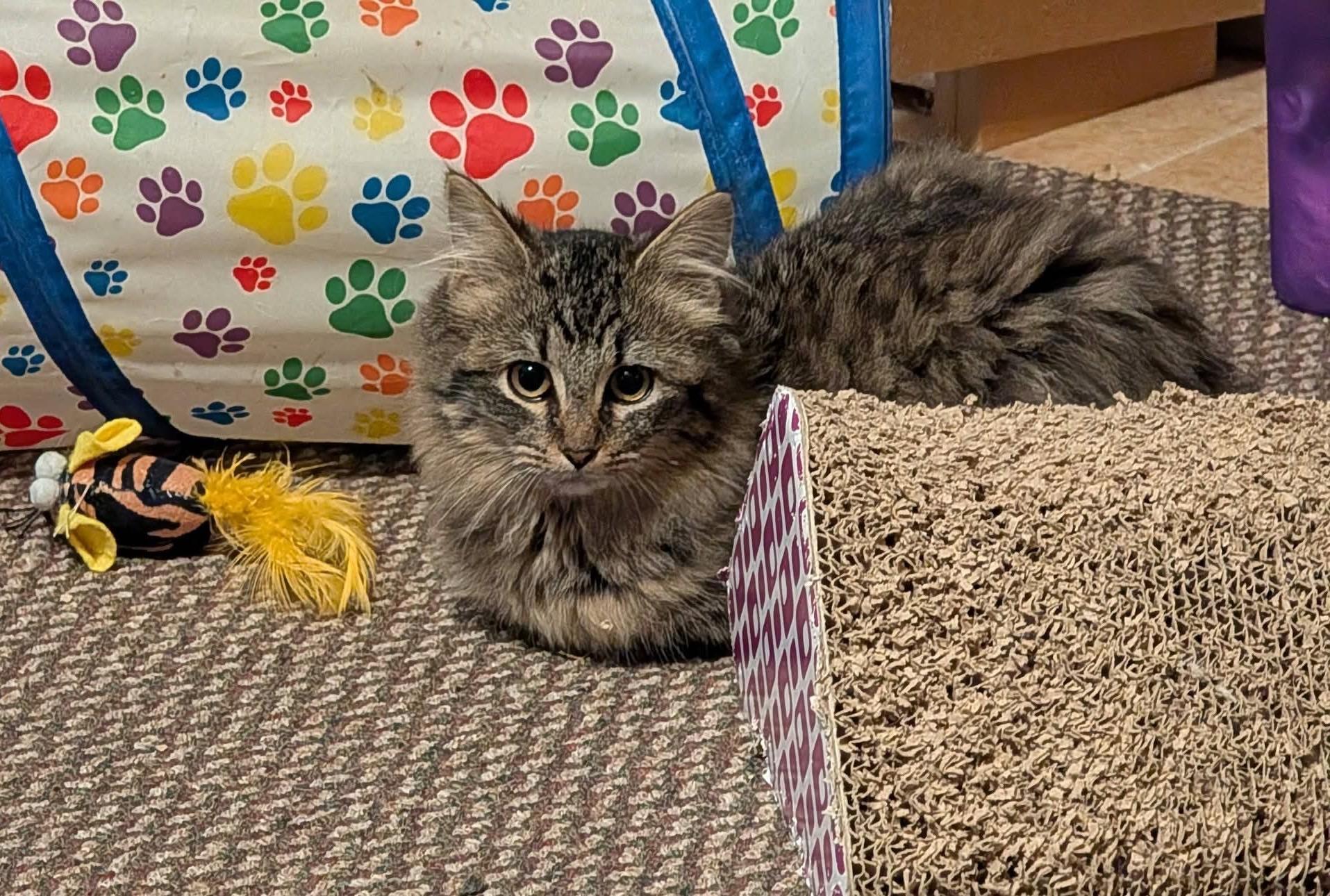 Enlarge MABEL, a ADOPTABLE mixed breed in Churchville, PA image 2/6