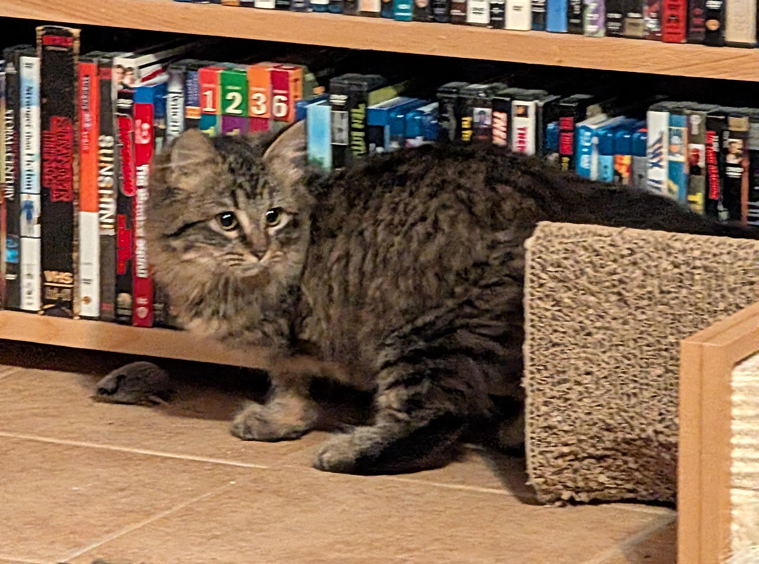 Enlarge MABEL, a ADOPTABLE mixed breed in Churchville, PA image 6/6