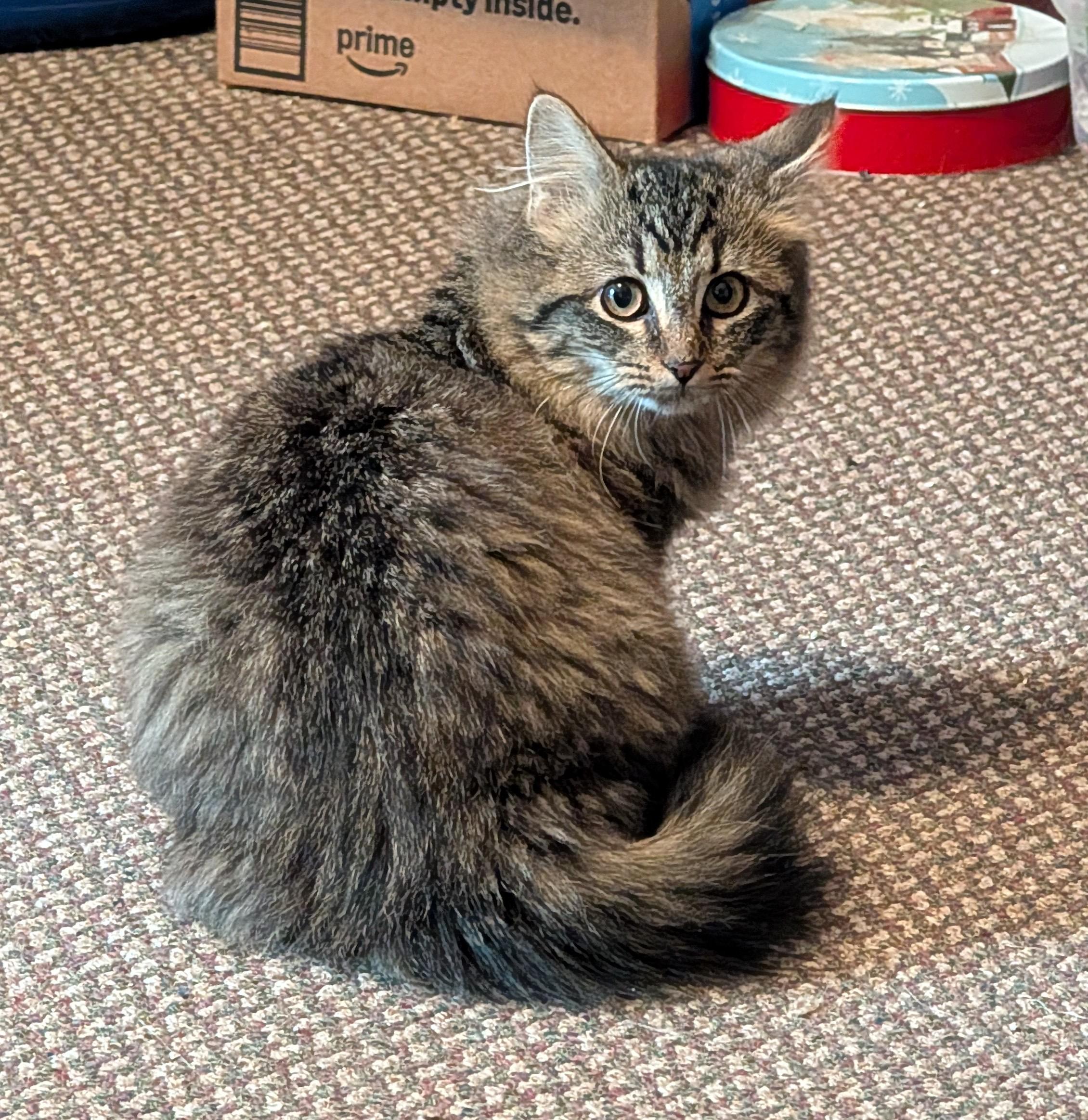 MABEL, ADOPTABLE, Kitten Female Maine Coon & Domestic Long Hair.