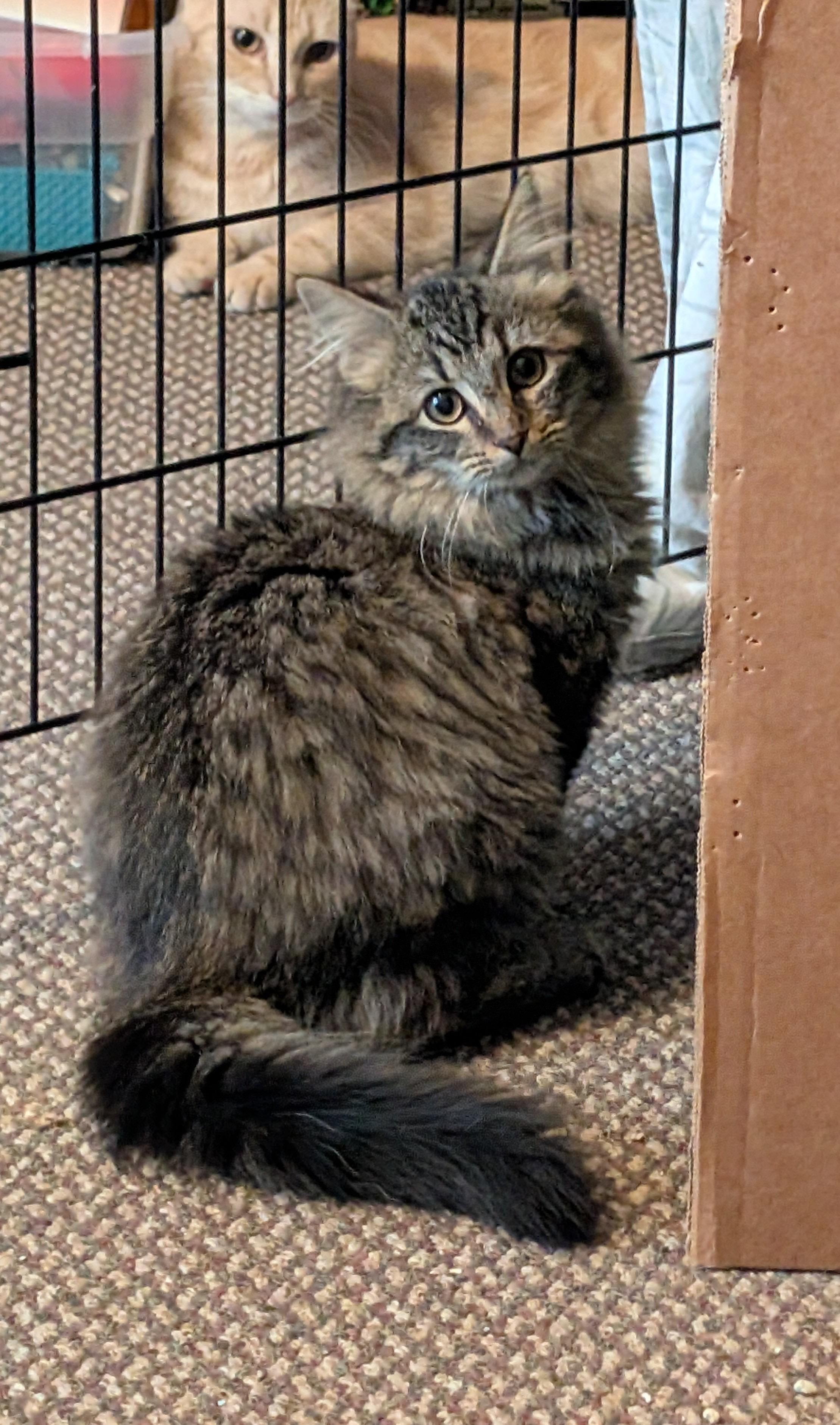 Enlarge MABEL, a ADOPTABLE mixed breed in Churchville, PA image 4/6