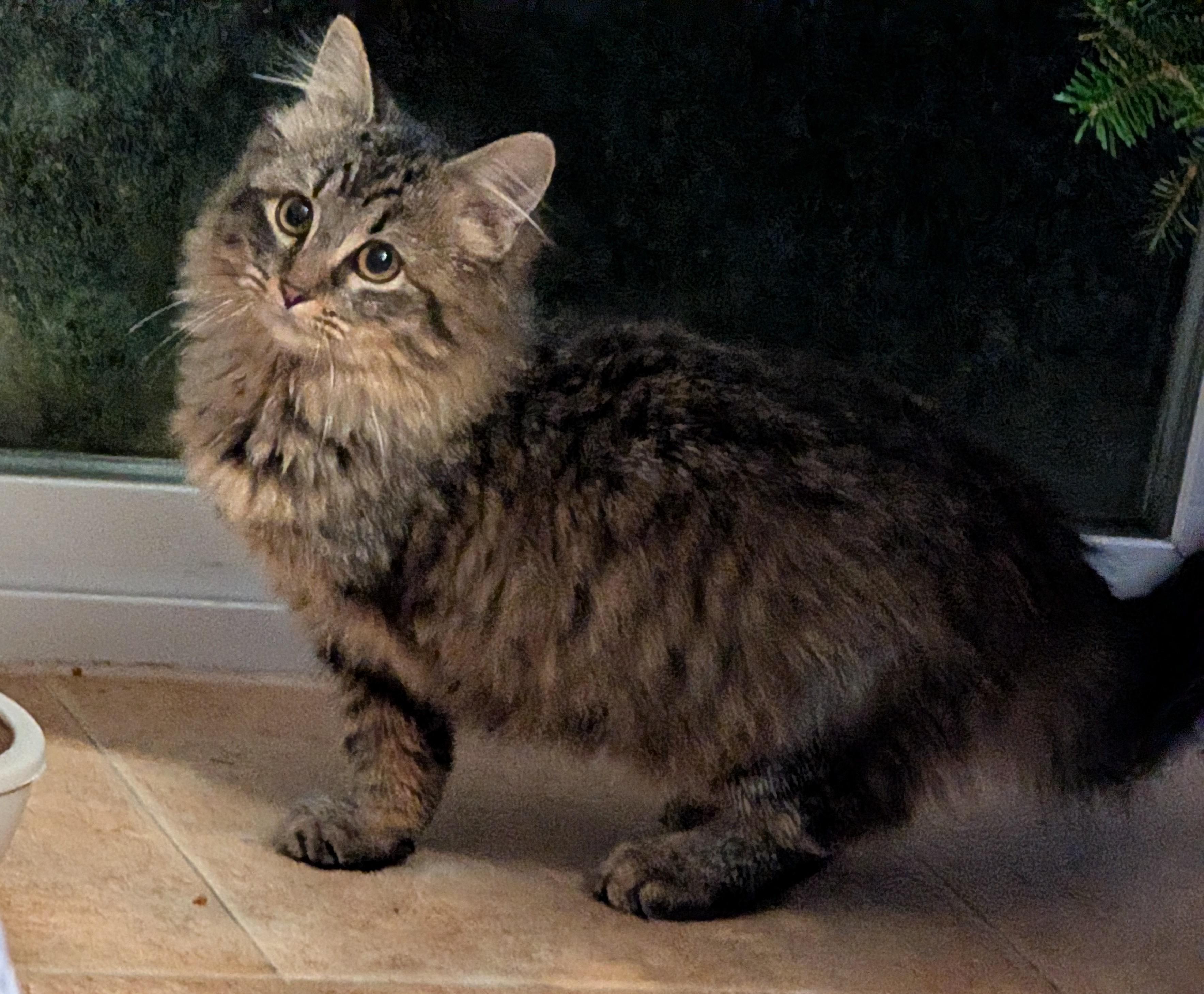 Enlarge MABEL, a ADOPTABLE mixed breed in Churchville, PA image 3/6