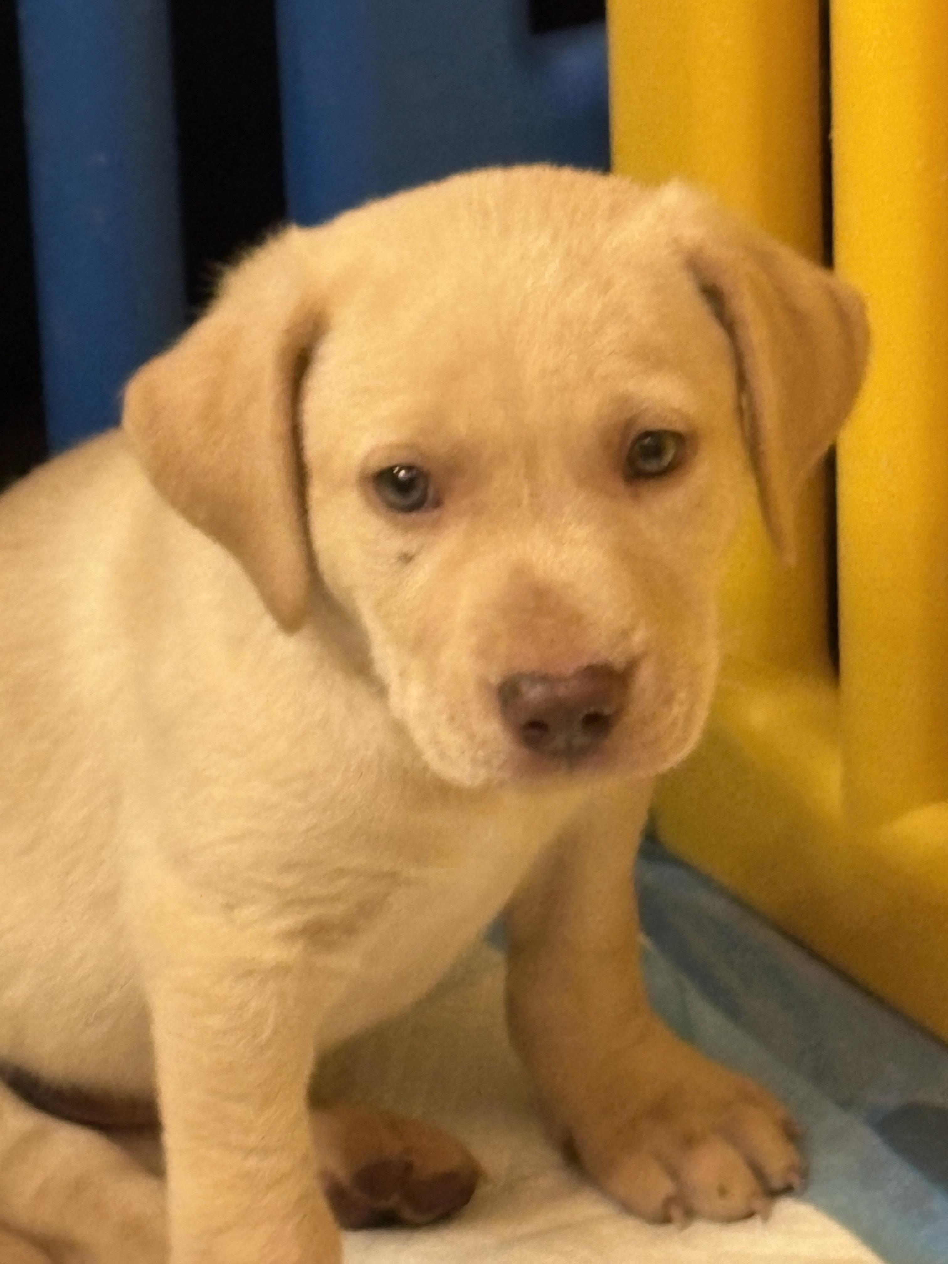 Denver, an adoptable Labrador Retriever in Cheyenne, WY, 82009 | Photo Image 1